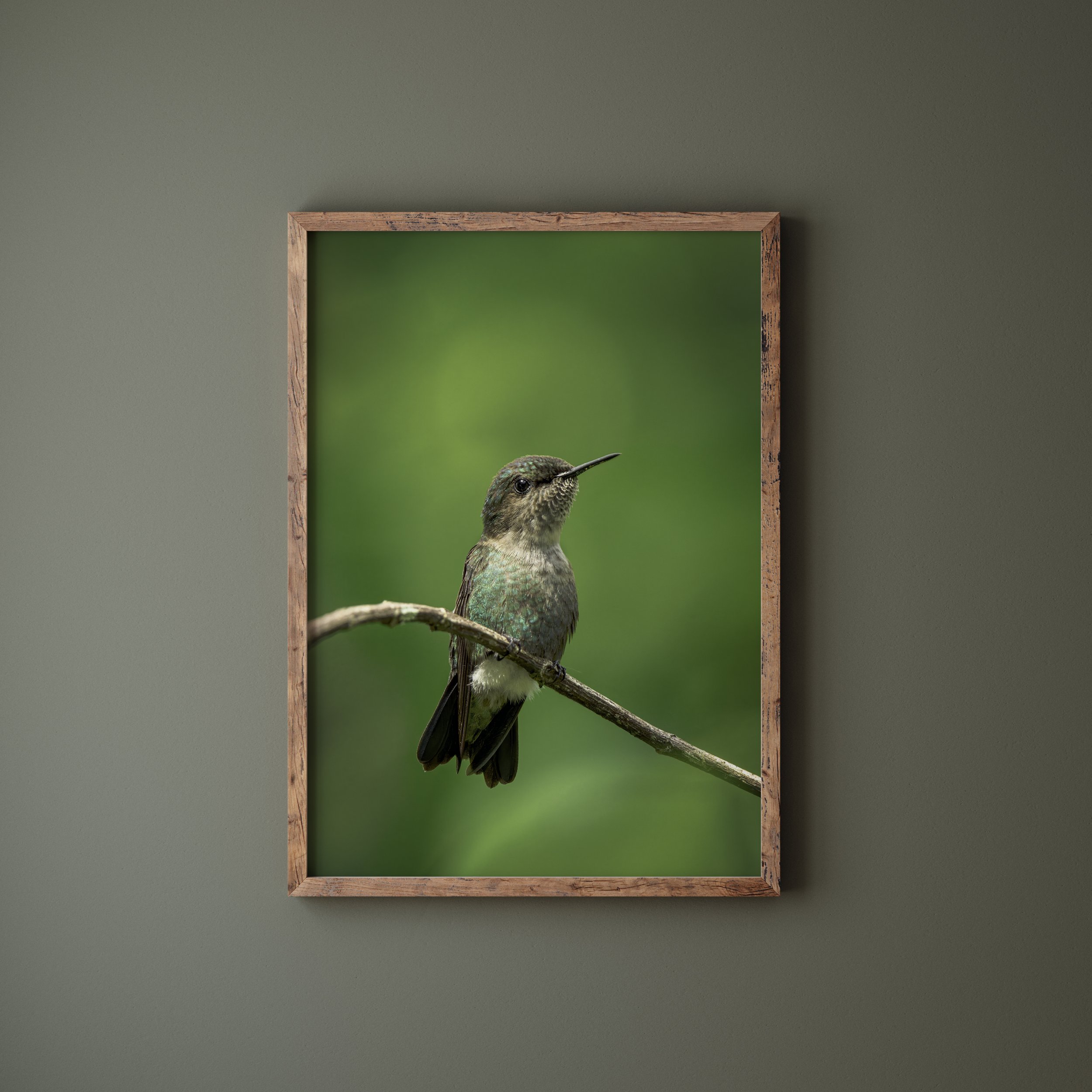 vervain-hummingbird-print-example01-anthony-lujan.jpg