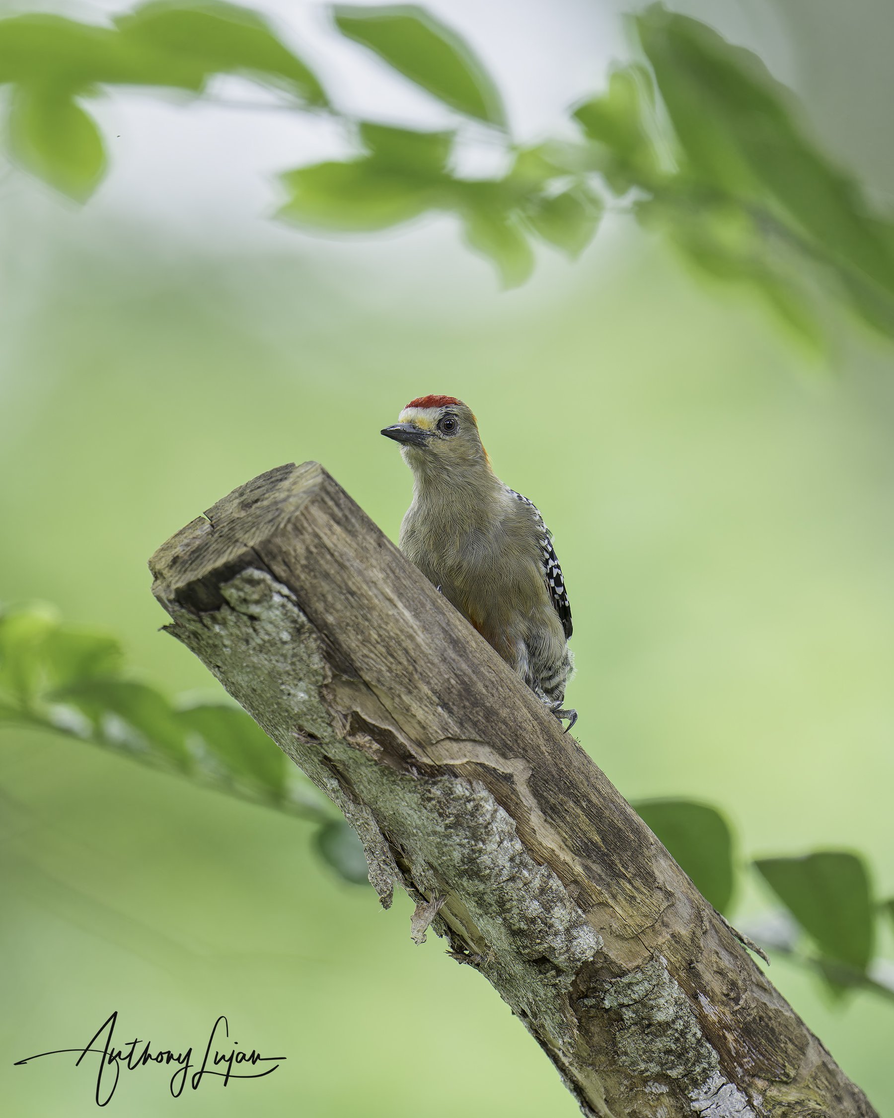 DSC5520 Red-crowned Woodpecker x1800.jpg