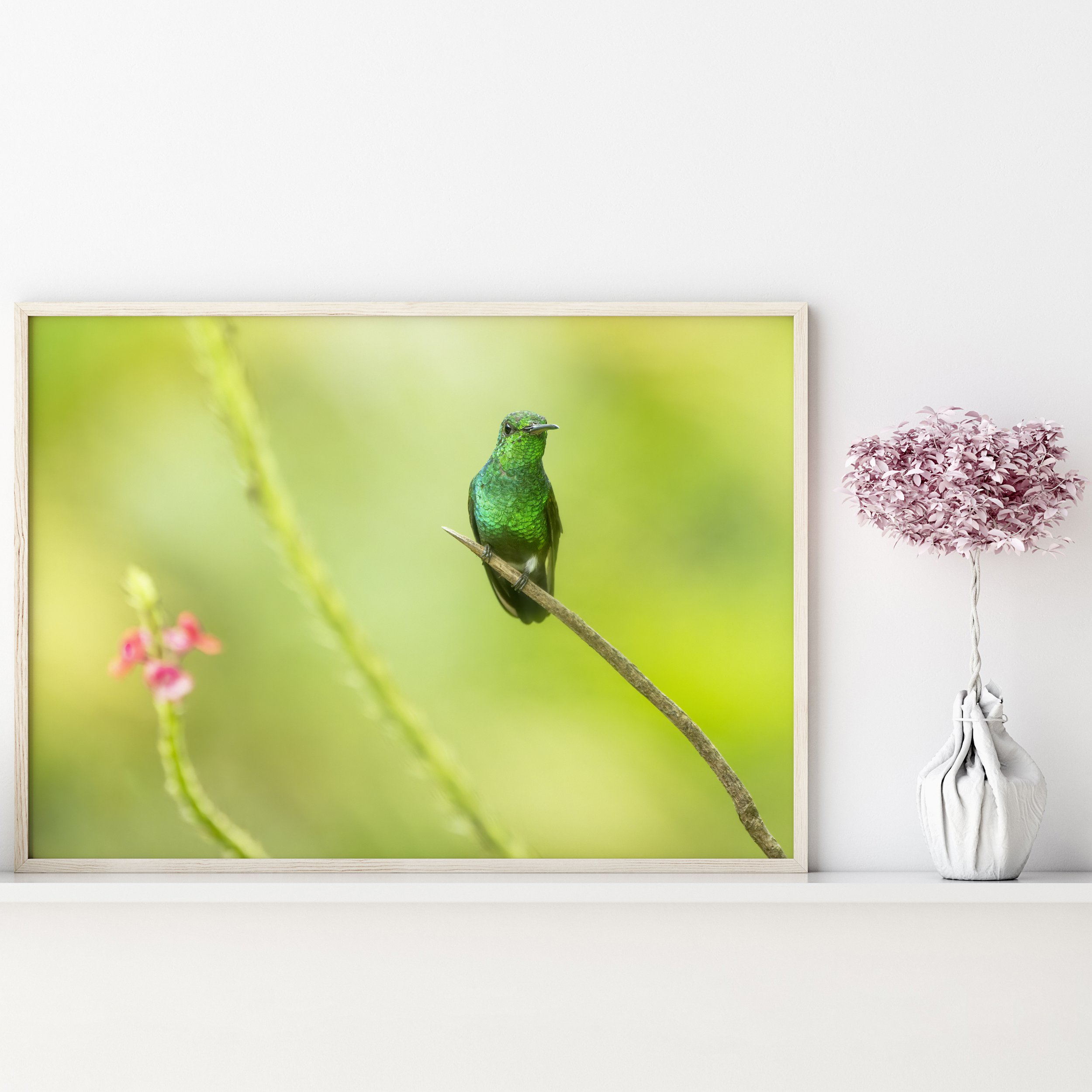 Copper-rumped Hummingbird Landscape White Shelf wPink Tree.jpg