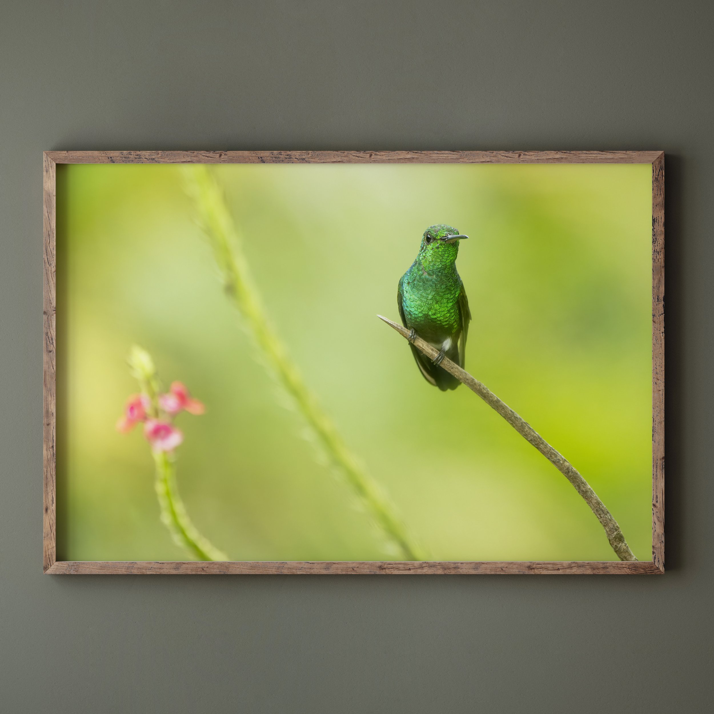 Copper-rumped Hummingbird Green Wall.jpg