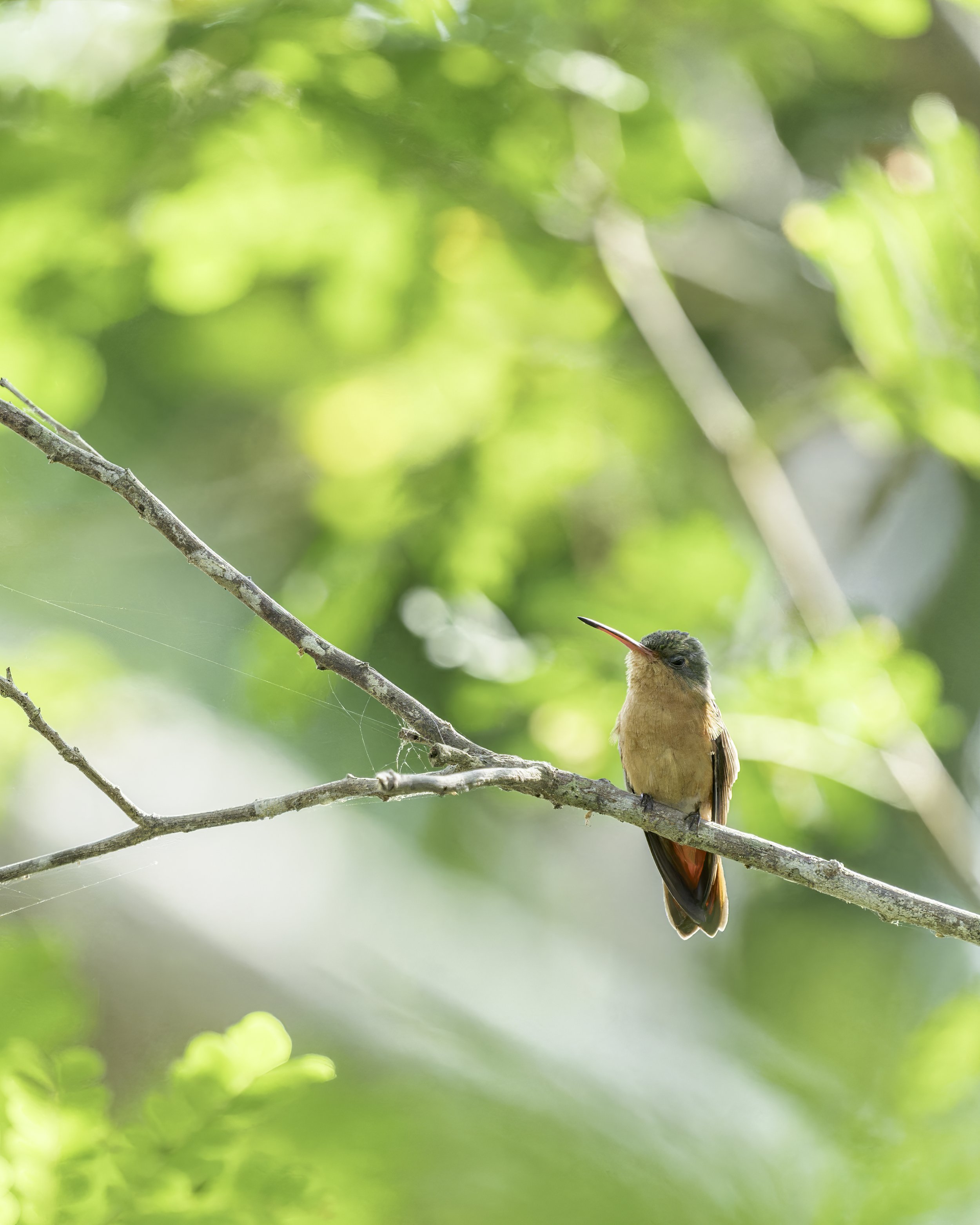 DSC0111 Cinnamon hummingbird.jpg