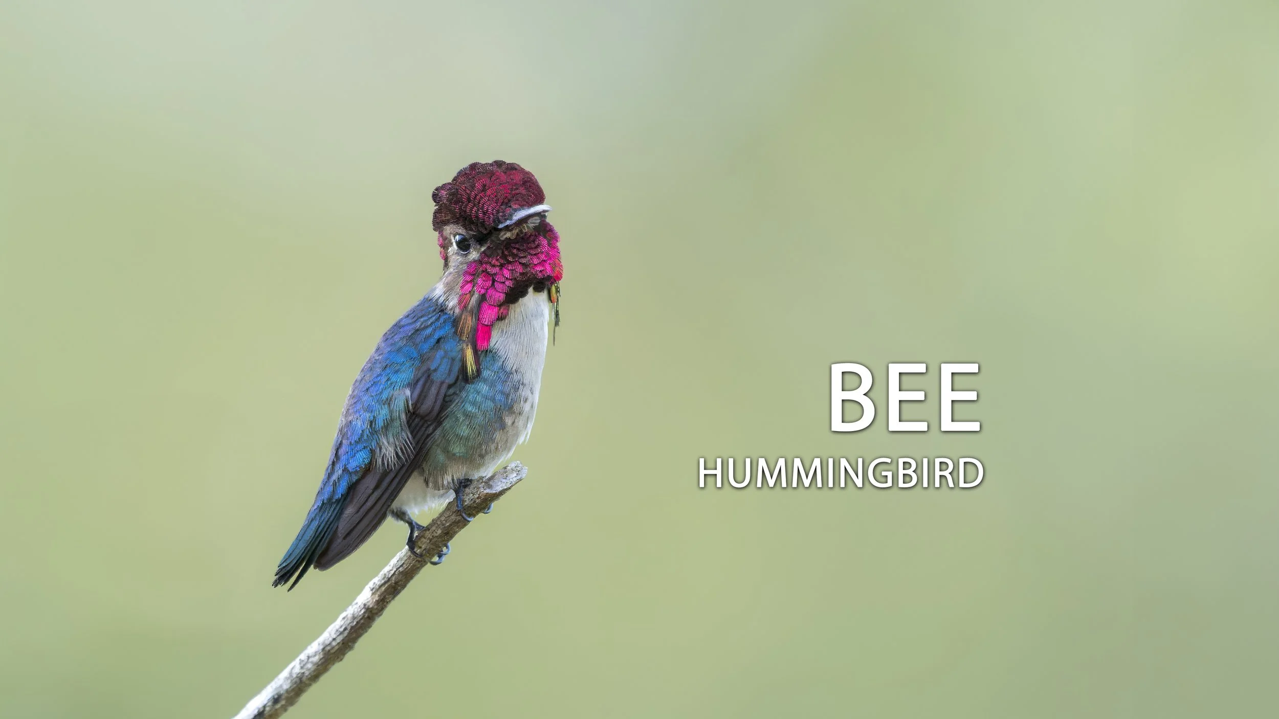 How Male Hummingbirds Use Tail Feathers to Create Courtship Sounds
