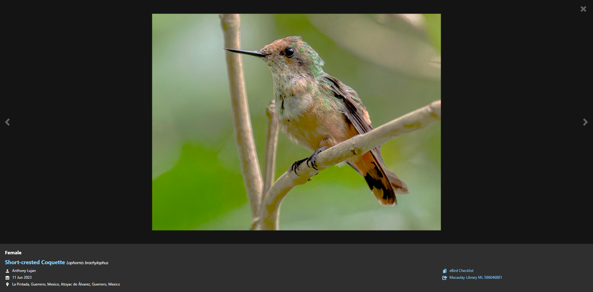eBird highlight Short-crested Coquette 05.png