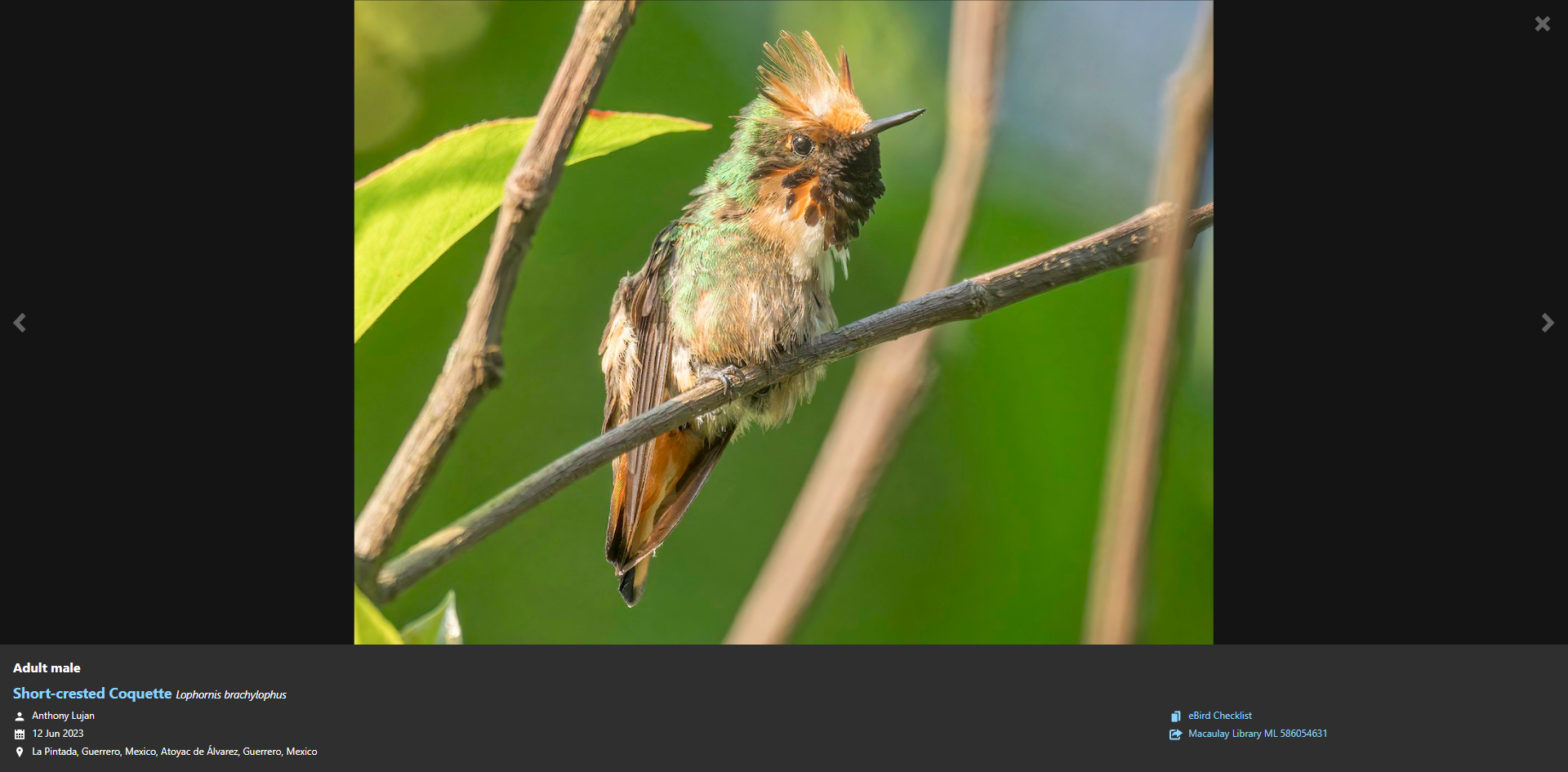 eBird highlight Short-crested Coquette 02.png