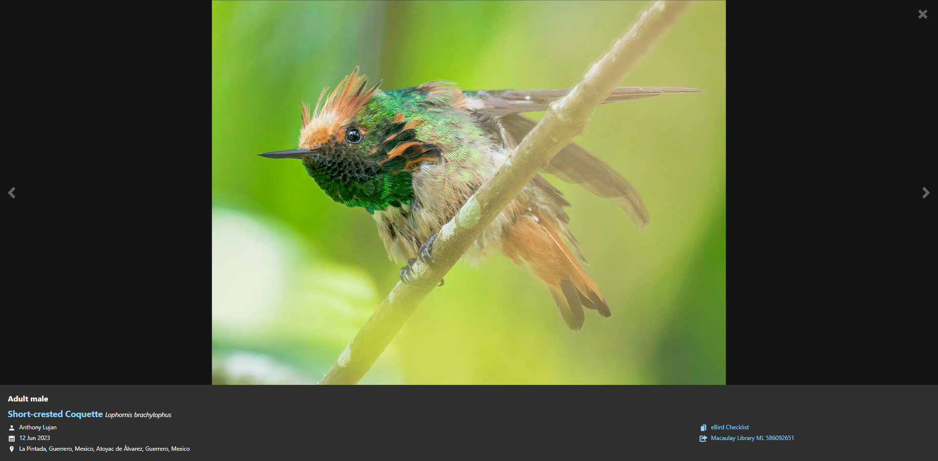 eBird highlight Short-crested Coquette 03.png