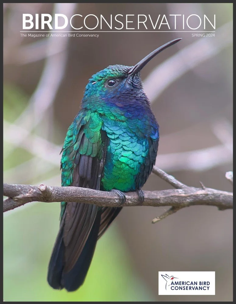 Bird Conservation Spring 2024
