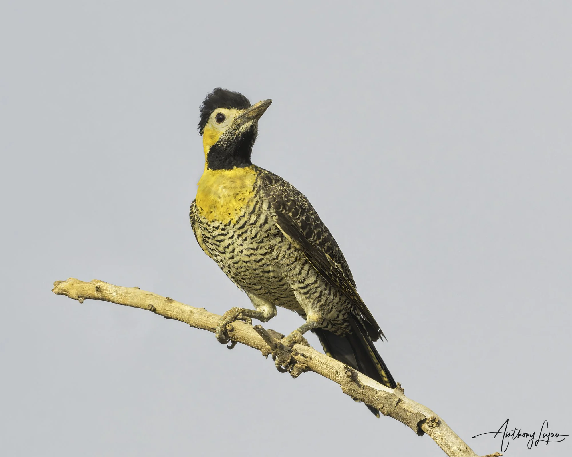 DSC8069 Campo Flicker x1800.jpg