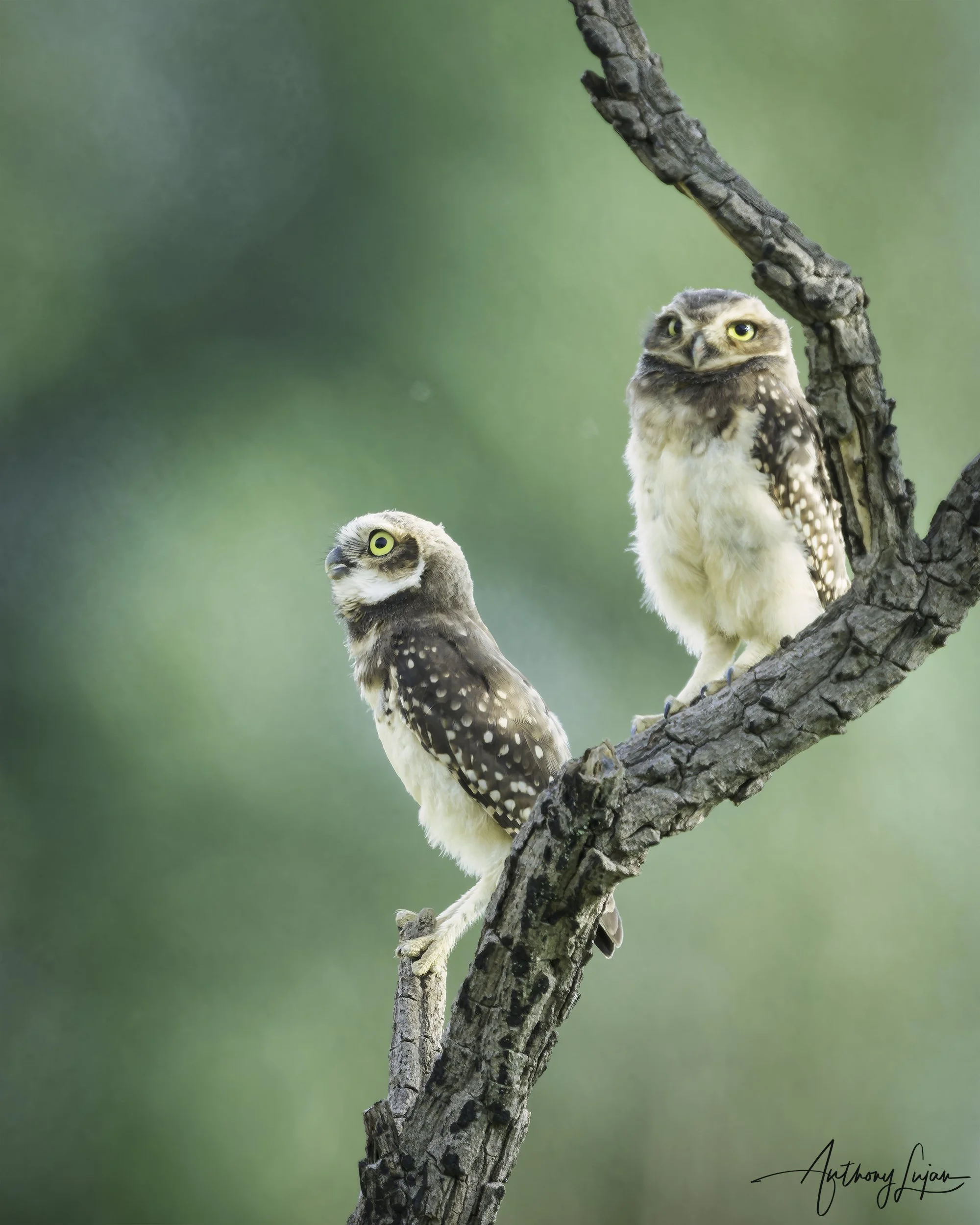 DSC8015 Burrowing Owls x1800.jpg