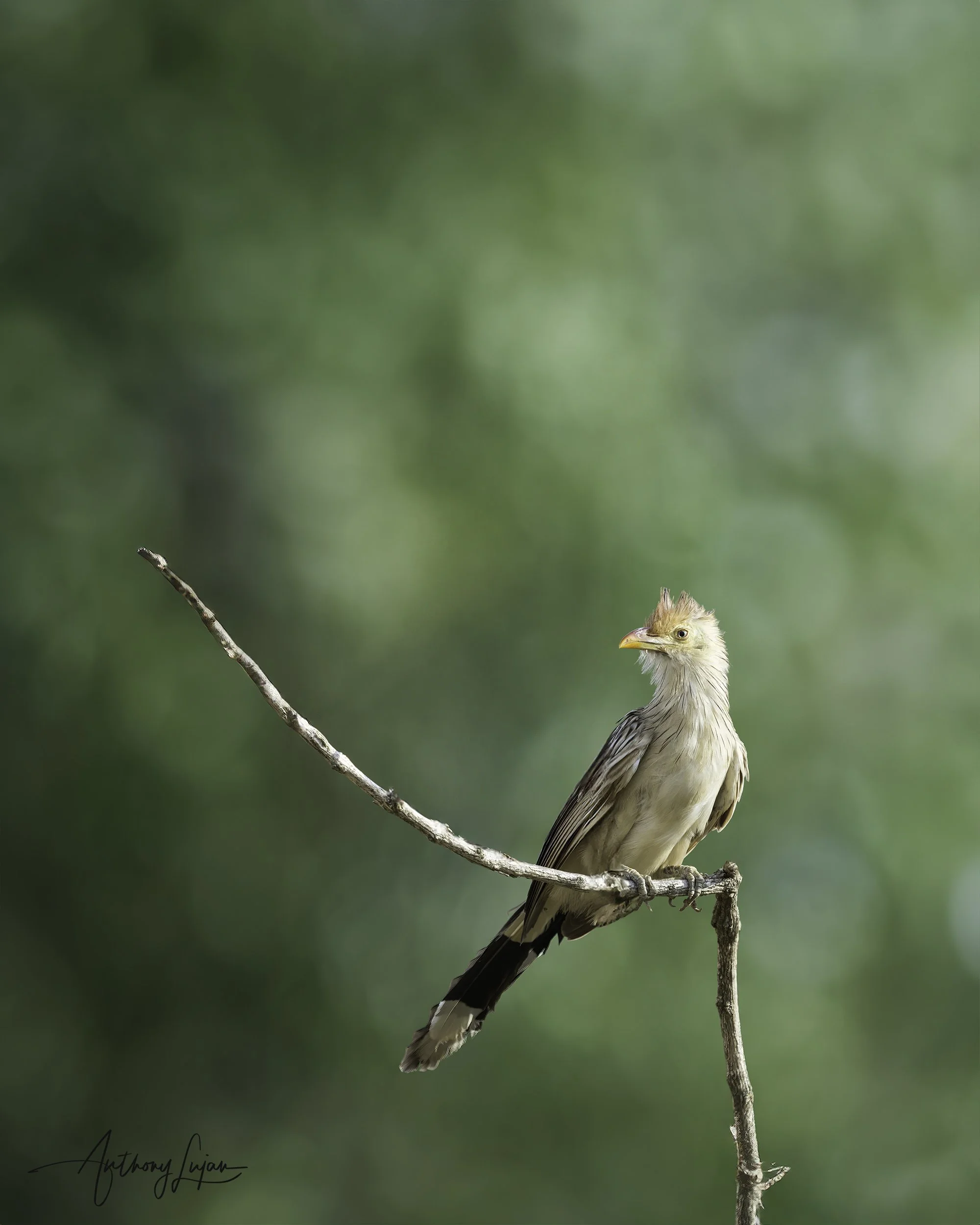 DSC8104 Guira Cuckoo x1800.jpg