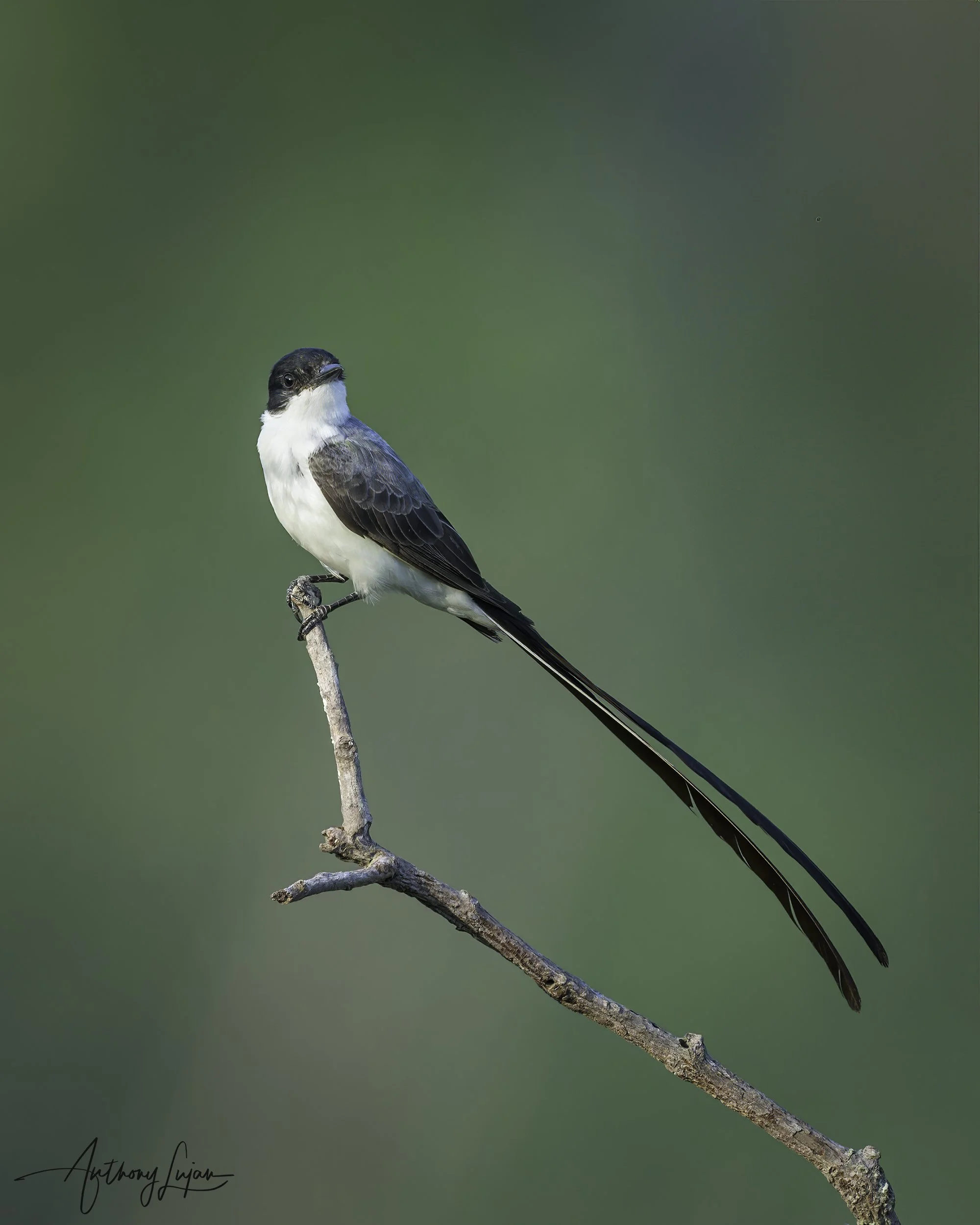 DSC8172 Fork-tailed Flycatcher x1800.jpg