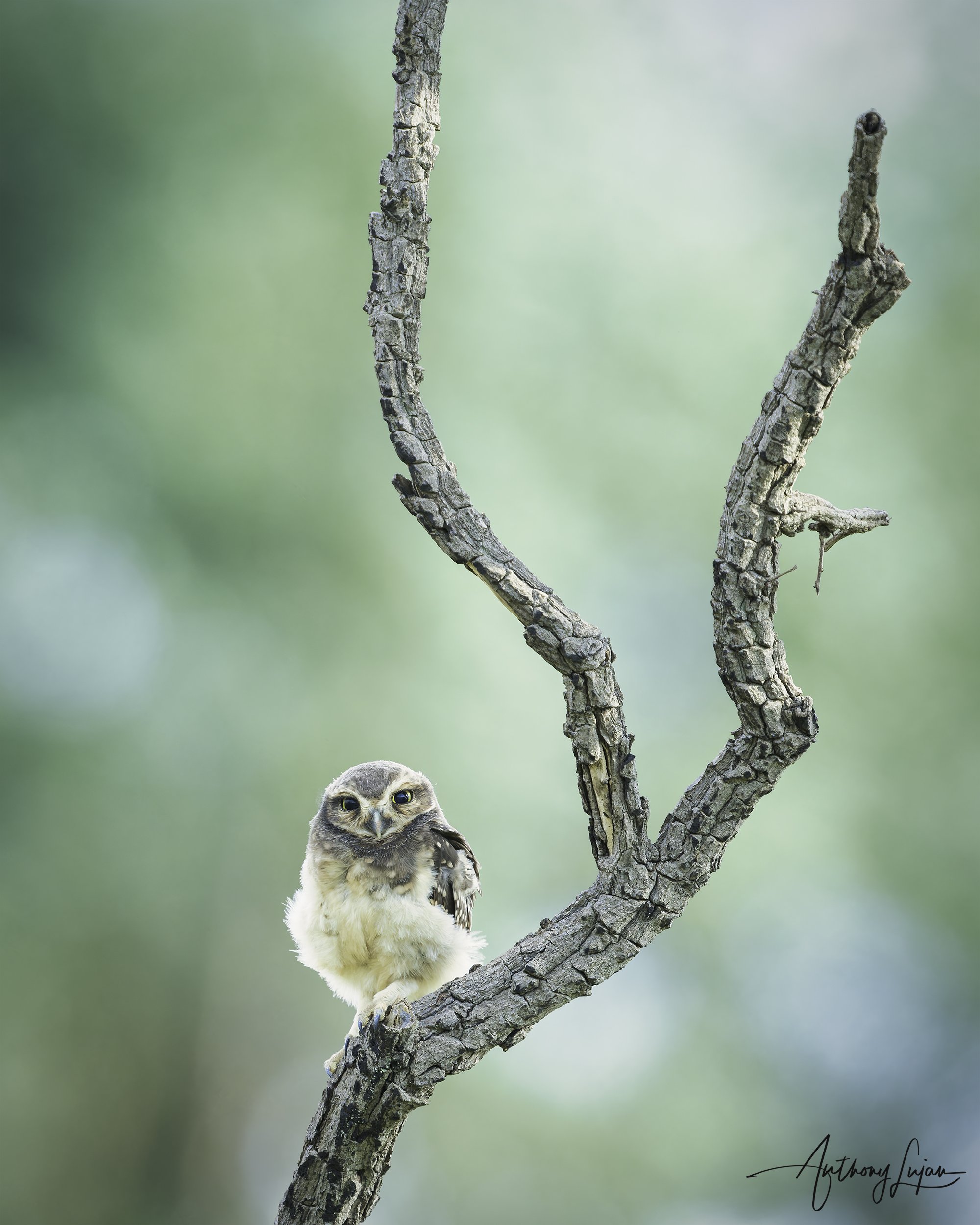 DSC7957 Burrowing Owls x1800.jpg