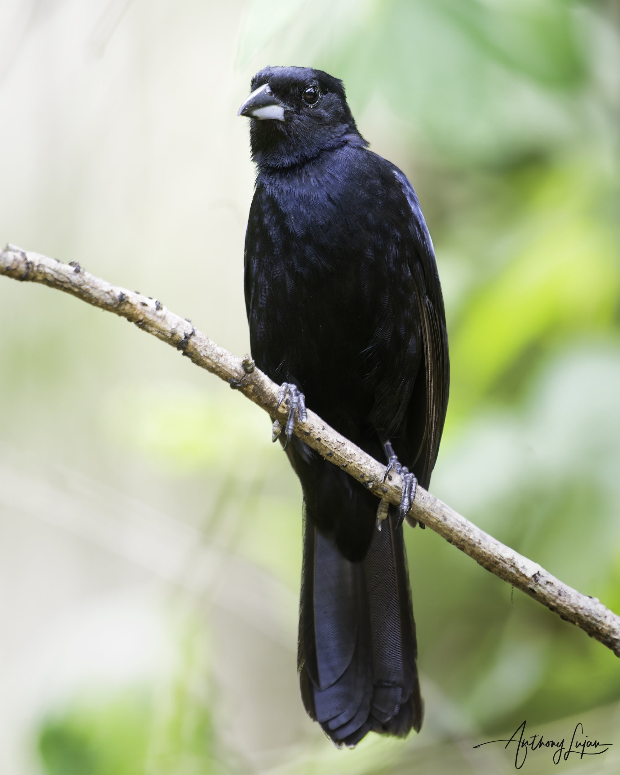 DSC7588 White-lined Tanager x1800.jpg