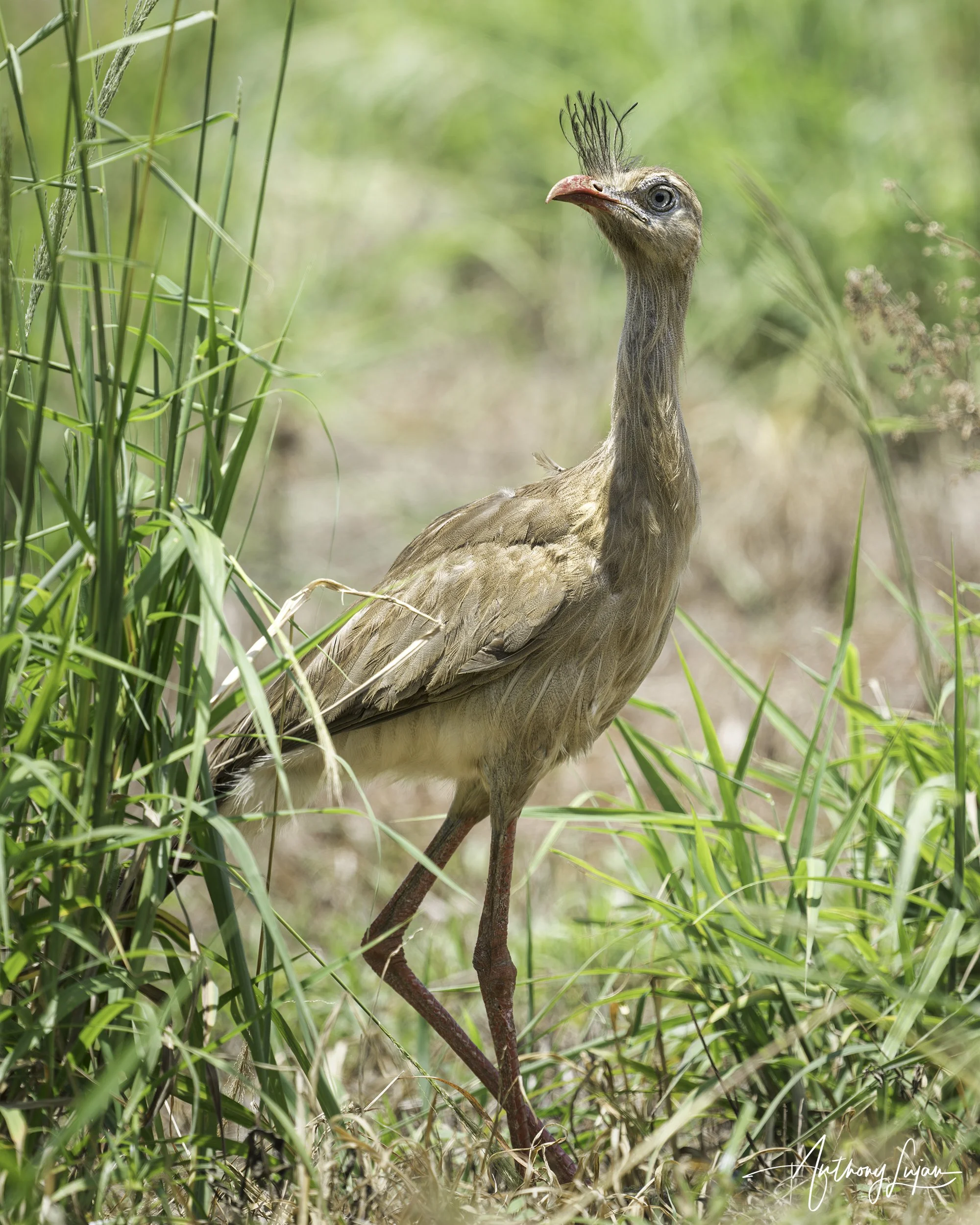 DSC7632 Red-legged Seriema x1800.jpg