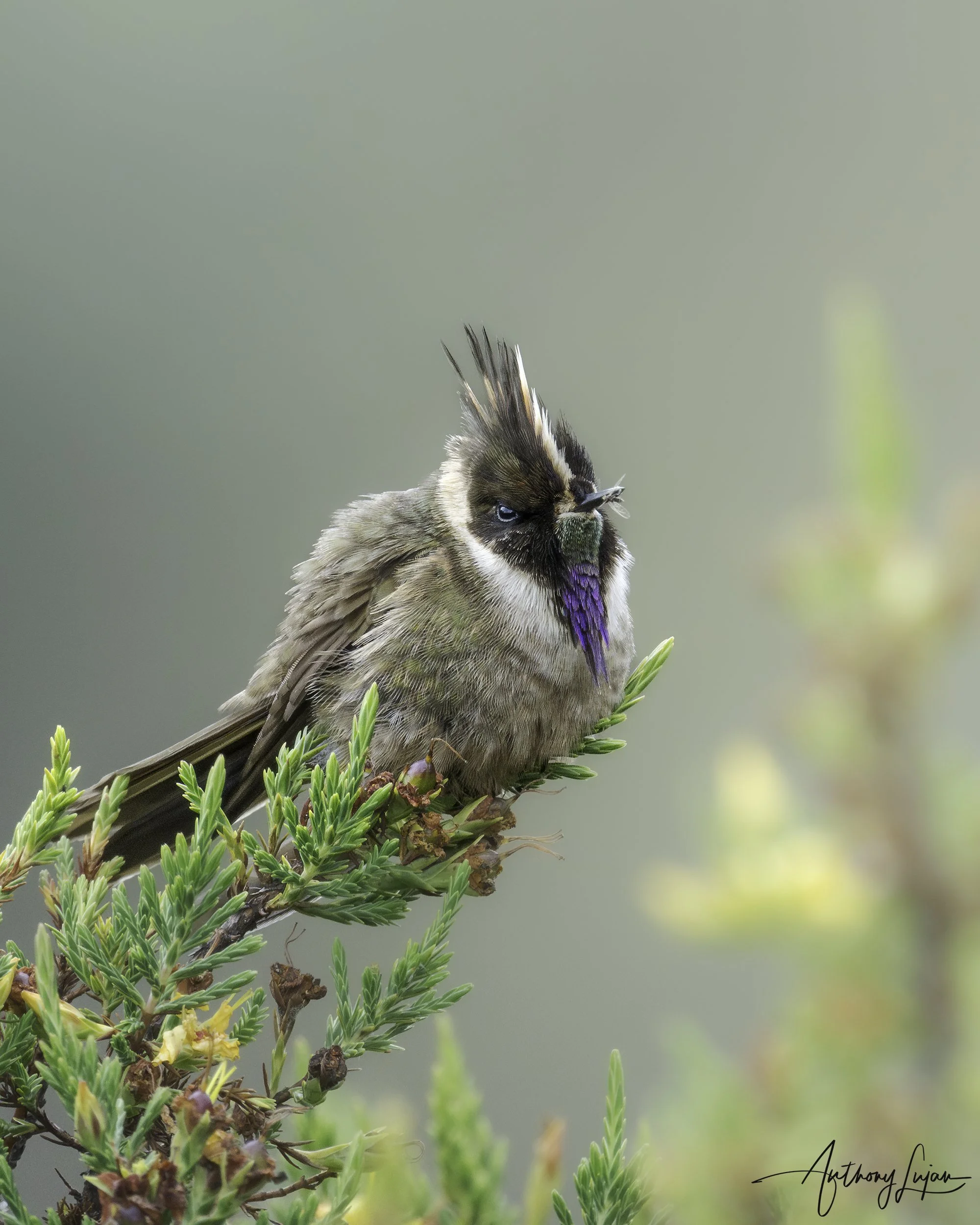 DSC01981 Buffy Helmetcrest x1800.jpg