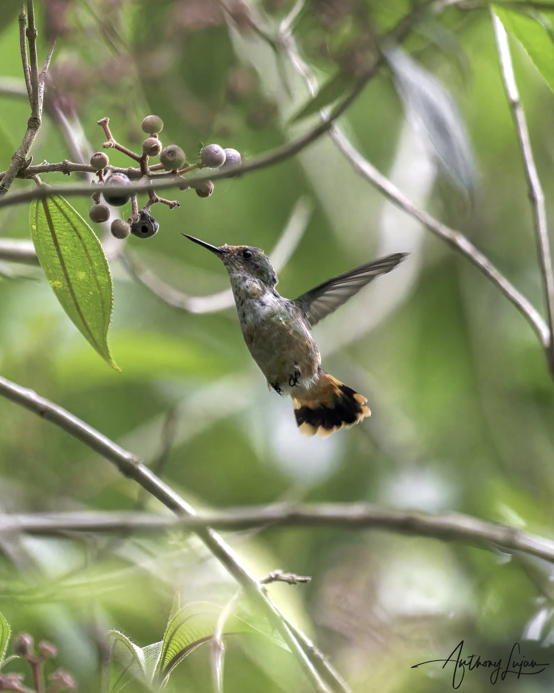 DSC0935 Short-crested Coquette x1800.jpg