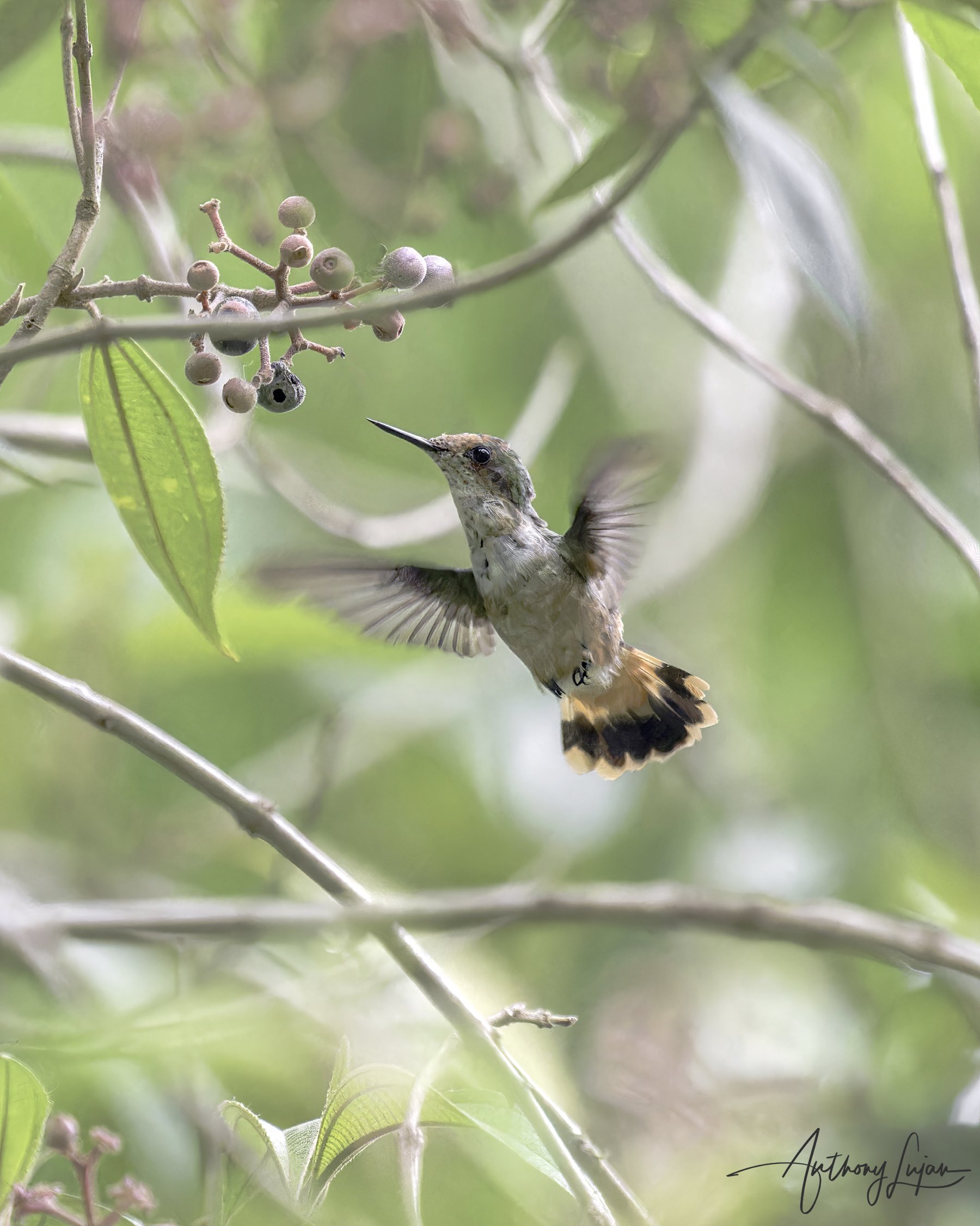 DSC0933 Short-crested Coquette x1800.jpg
