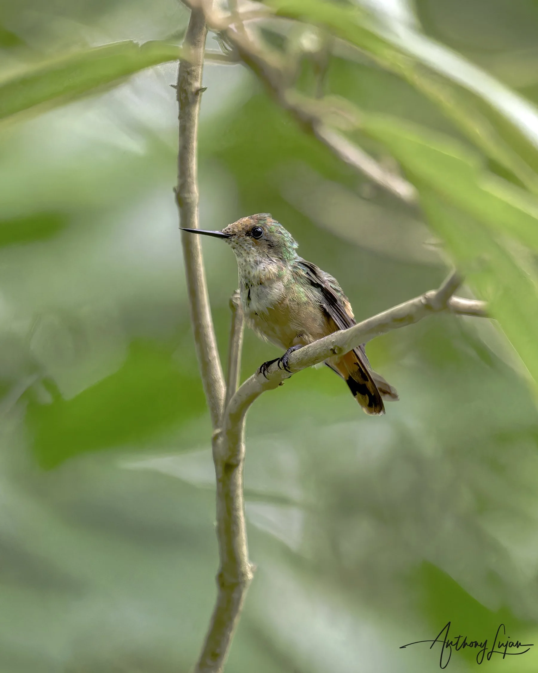 DSC0926 Short-crested Coquette x1800.jpg