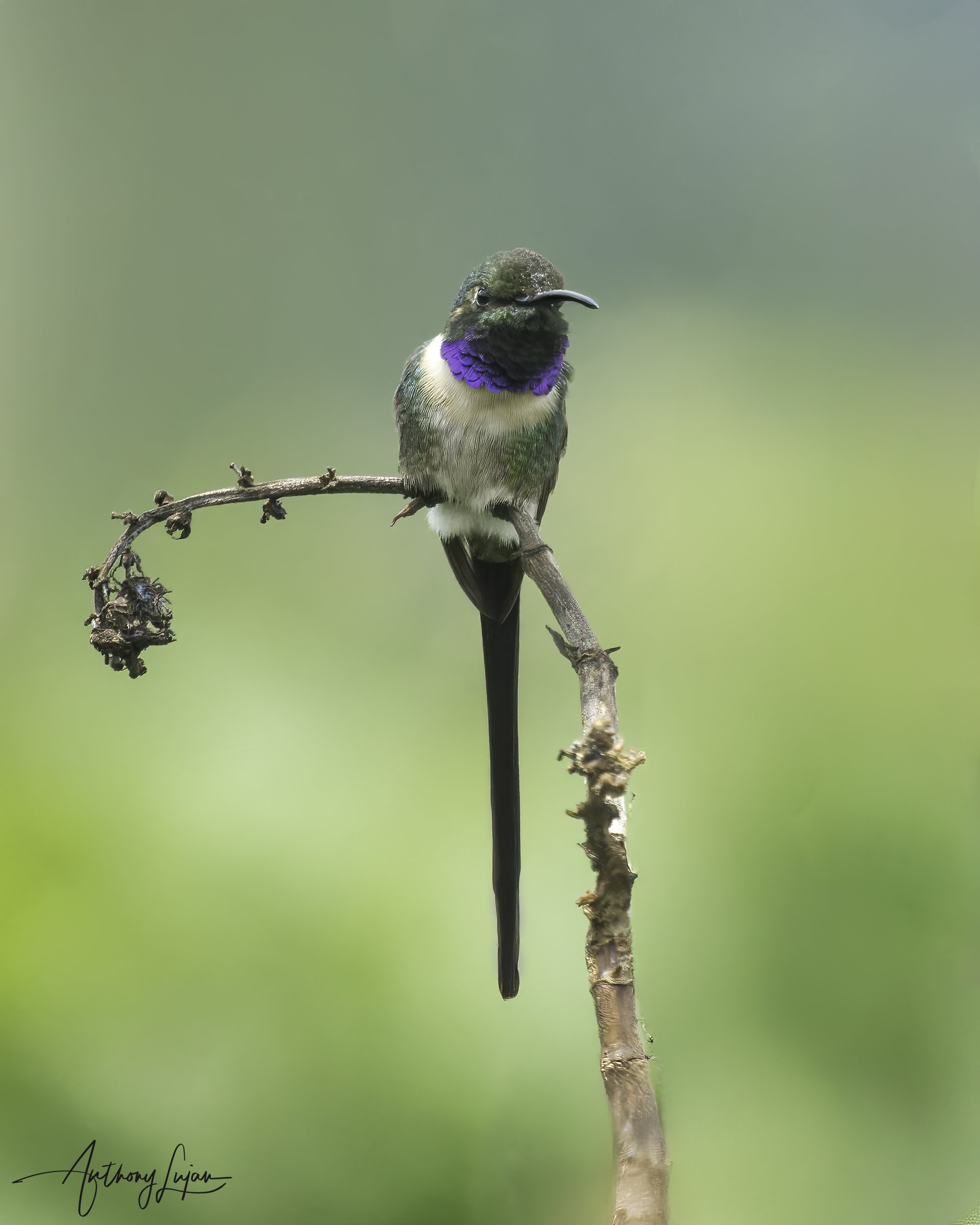 DSC06962 Slender Sheartail x1800.jpg