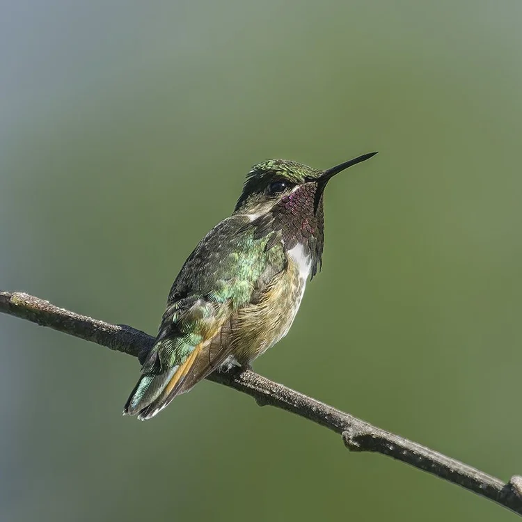 Bumblebee Hummingbird — Anthony Lujan