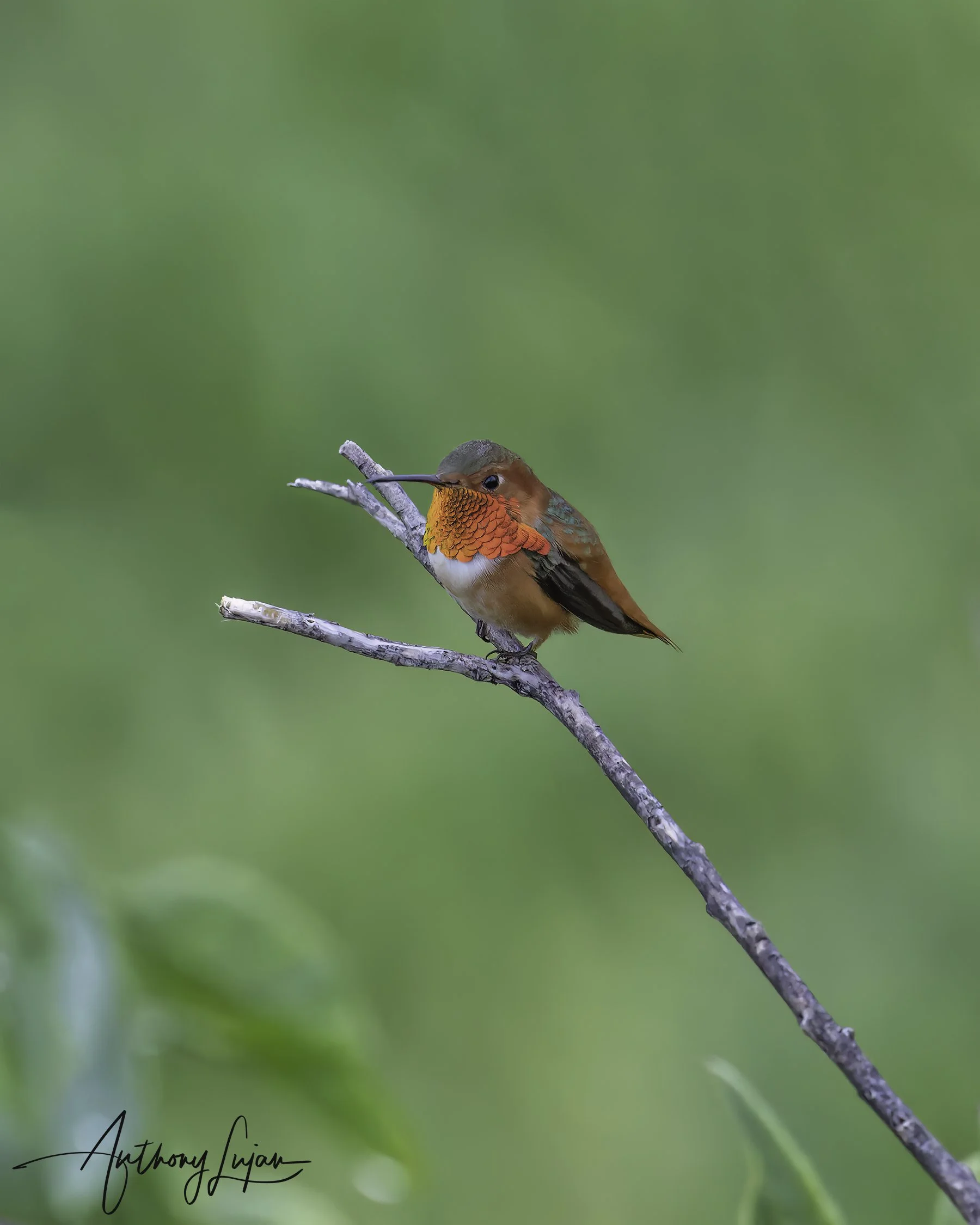 Allen's Hummingbird — Anthony Lujan