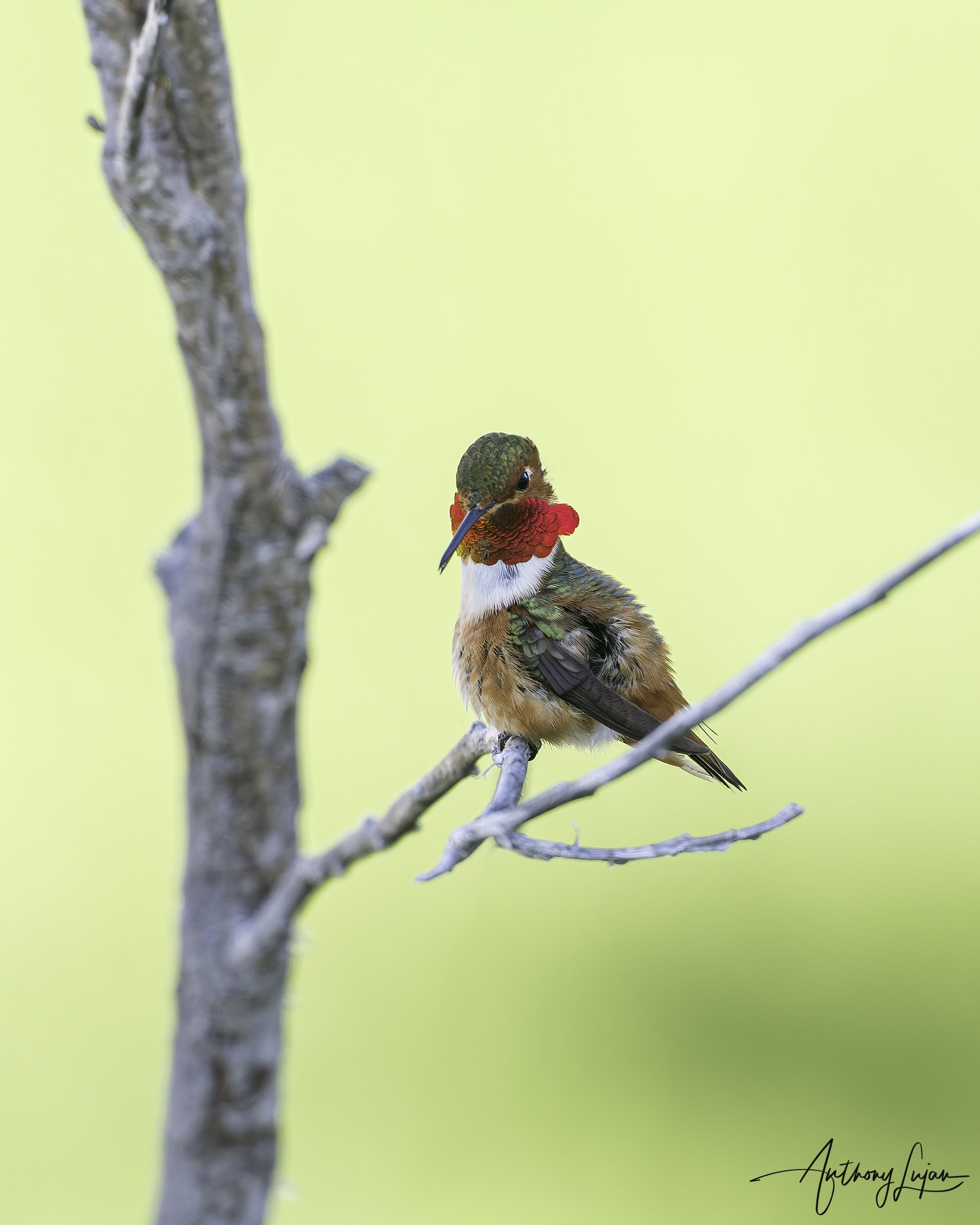Allen's Hummingbird — Anthony Lujan