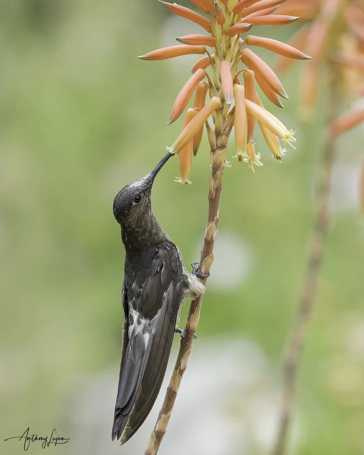 Giant Hummingbird — Anthony Lujan
