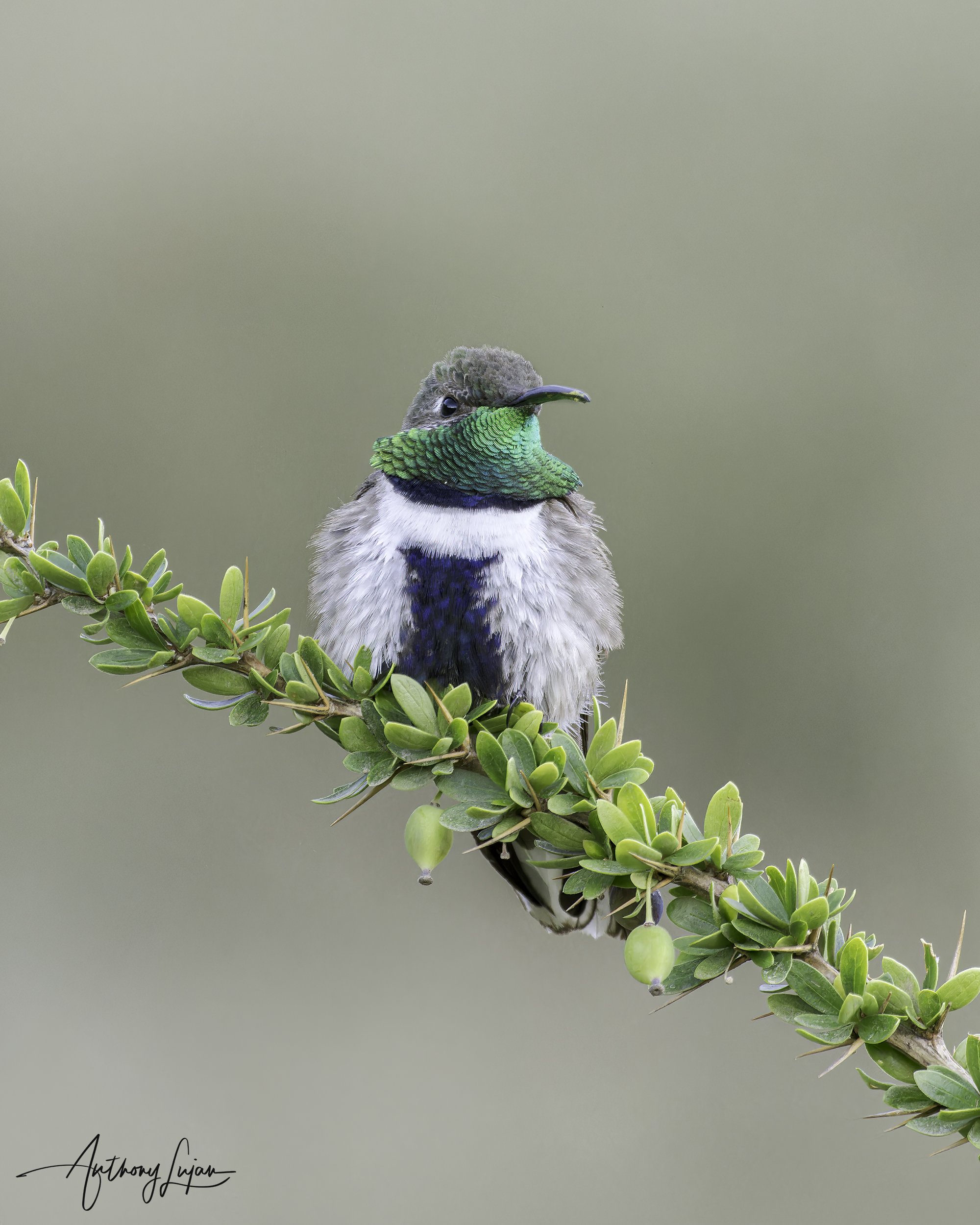 DSC07376 White-sided Hillstar x1800.jpg