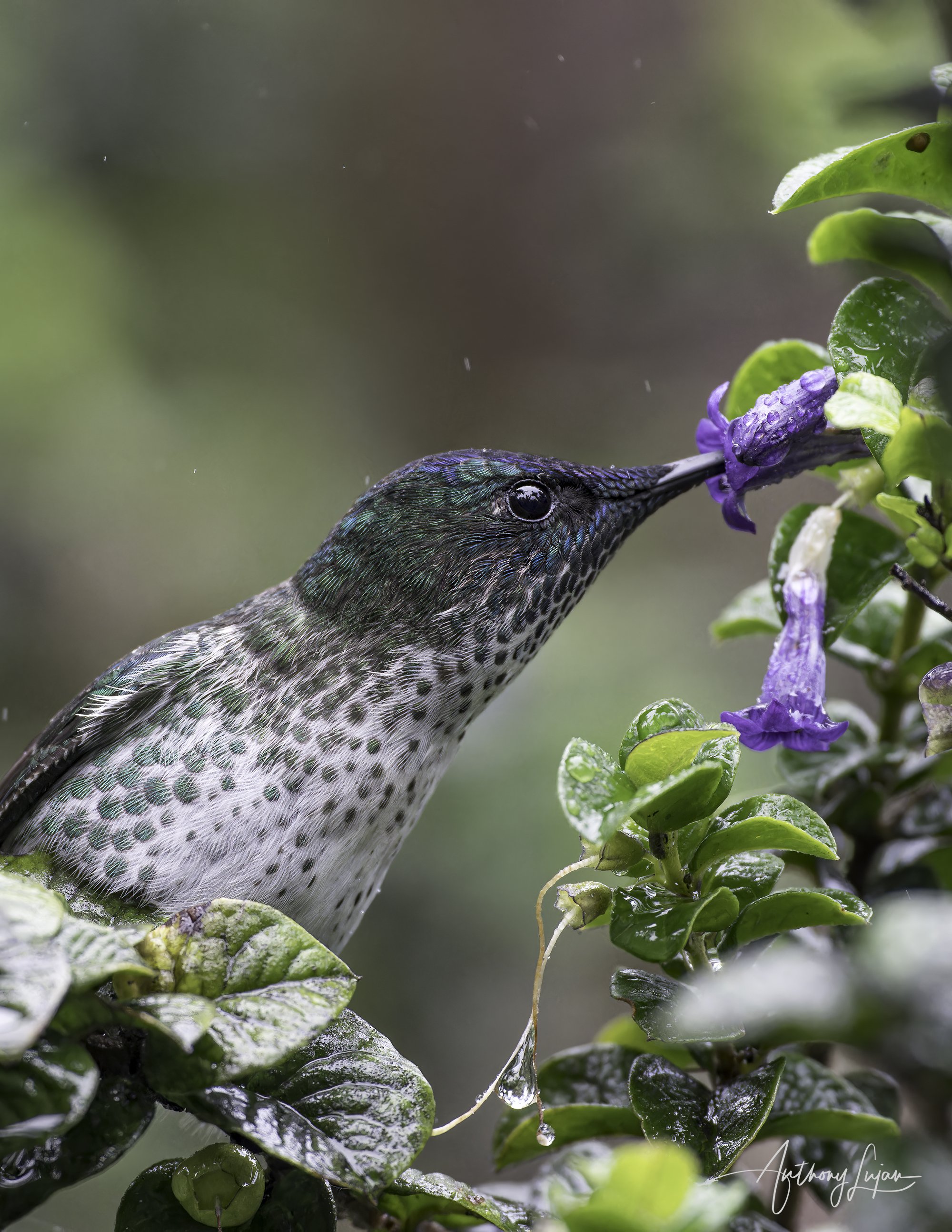 DSC08215 Juan Fernandez Firecrown female x1800.jpg