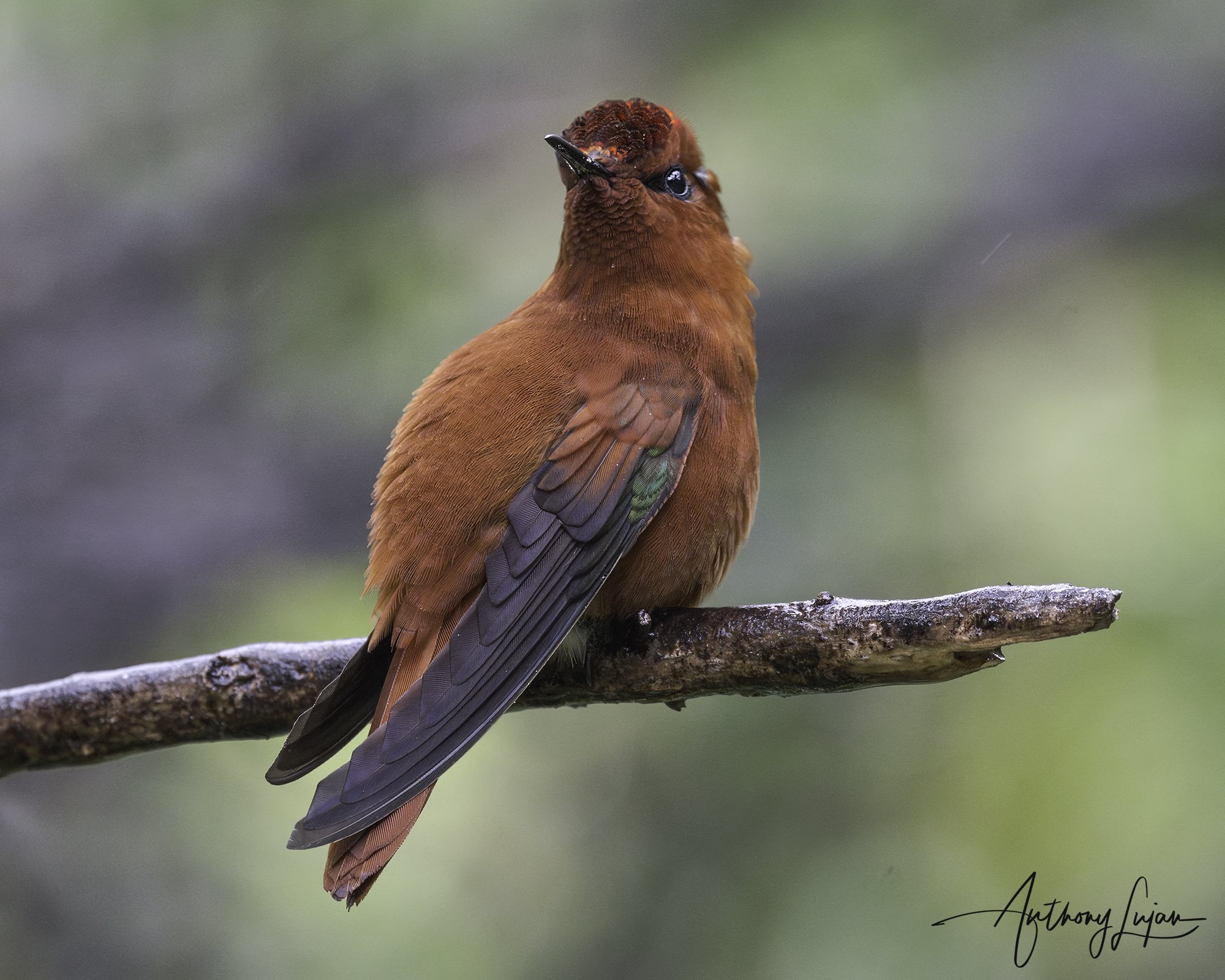 DSC09267 Juan Fernadez Firecrown x1800.jpg