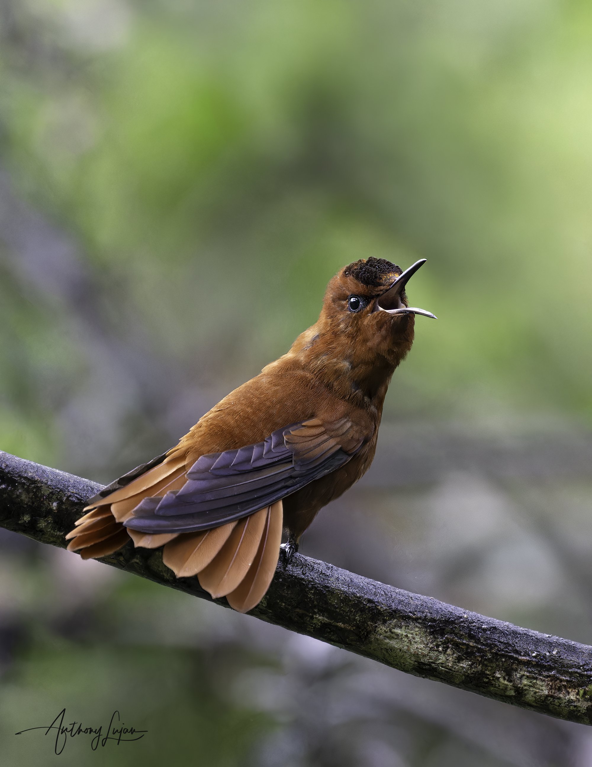 DSC07792 Juan Fernandez Firecrown x1800.jpg