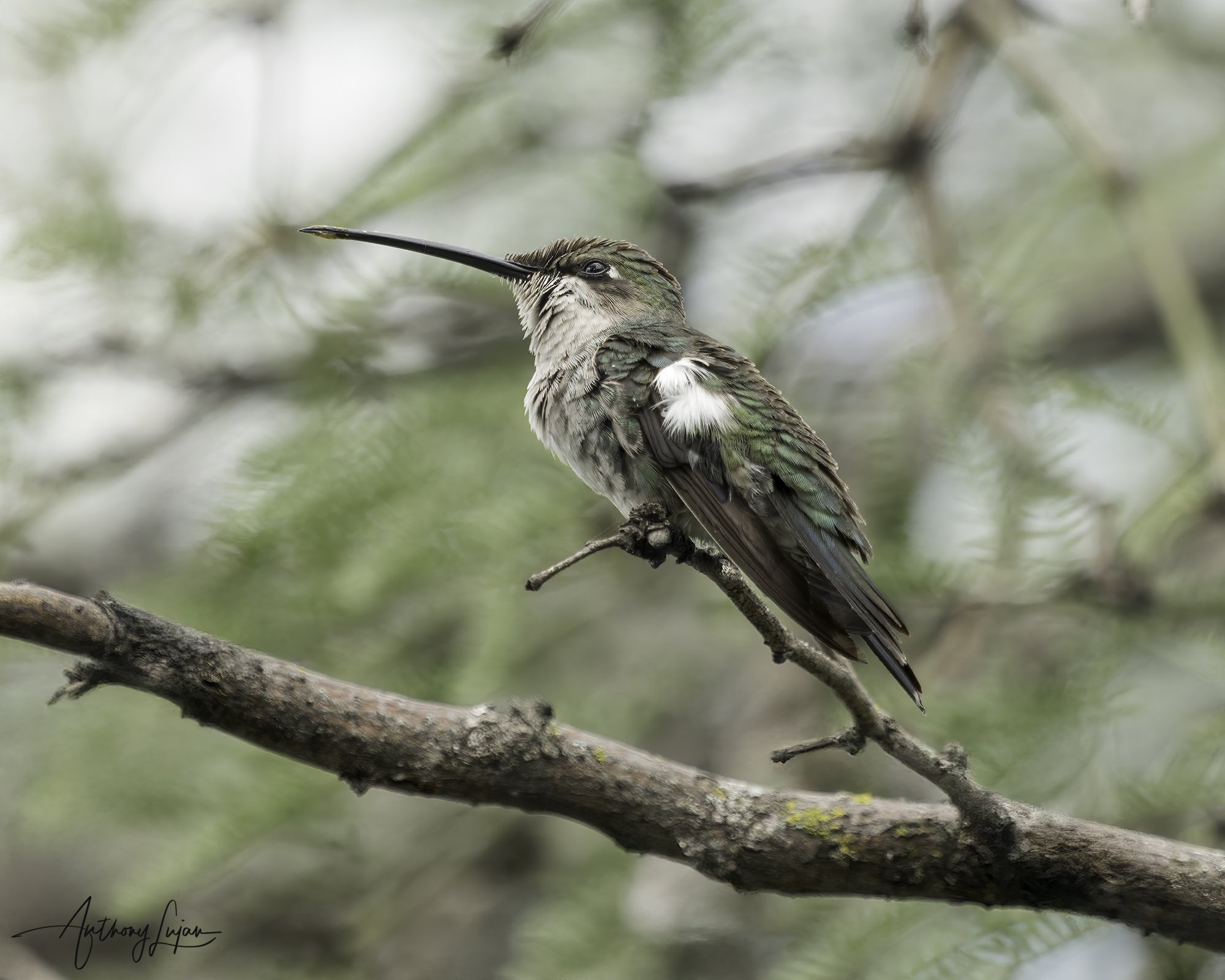 DSC05323 Blue-tufted Starthroat female x1800.jpg