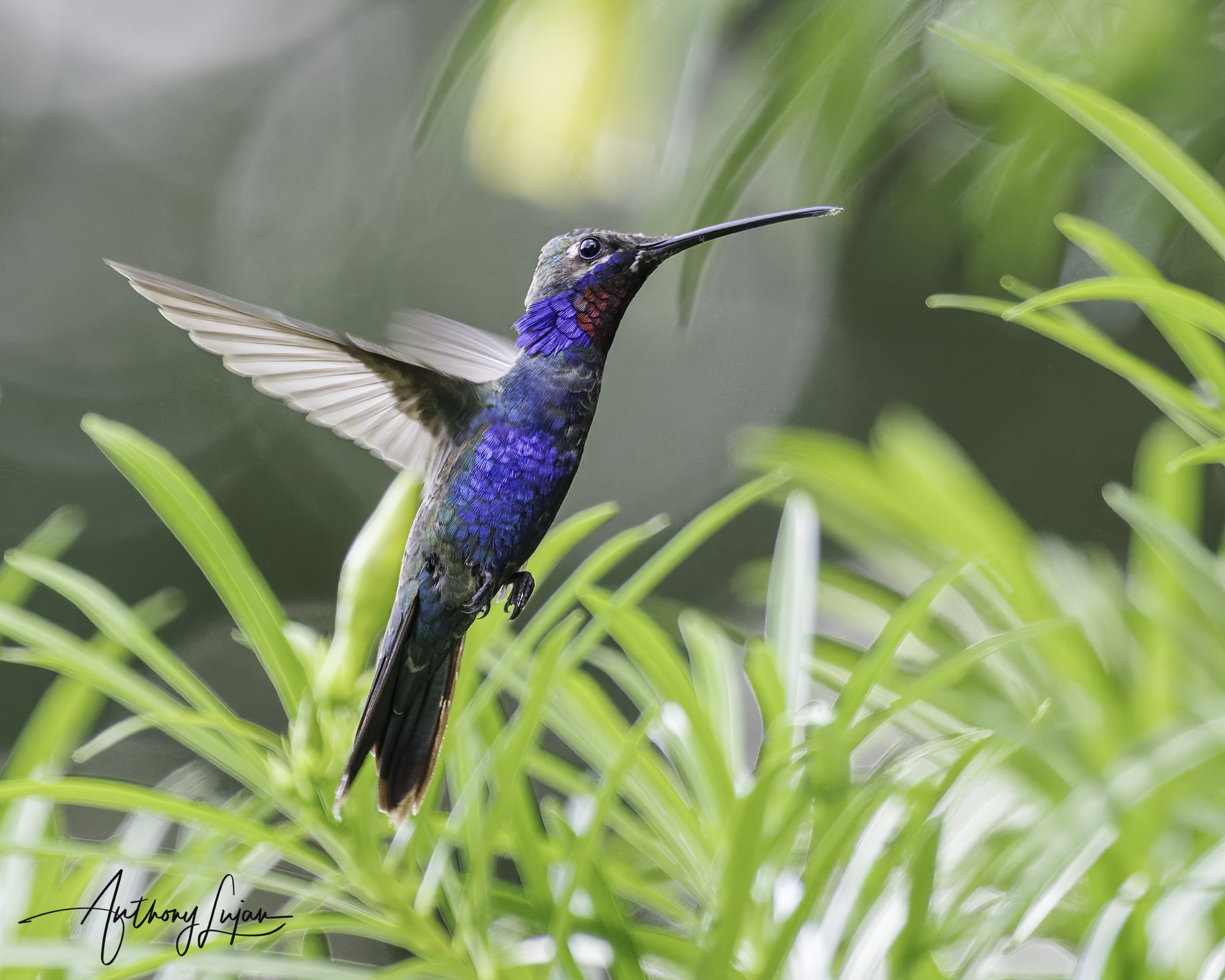 DSC05400 Blue-tufted Starthroat x1800.jpg