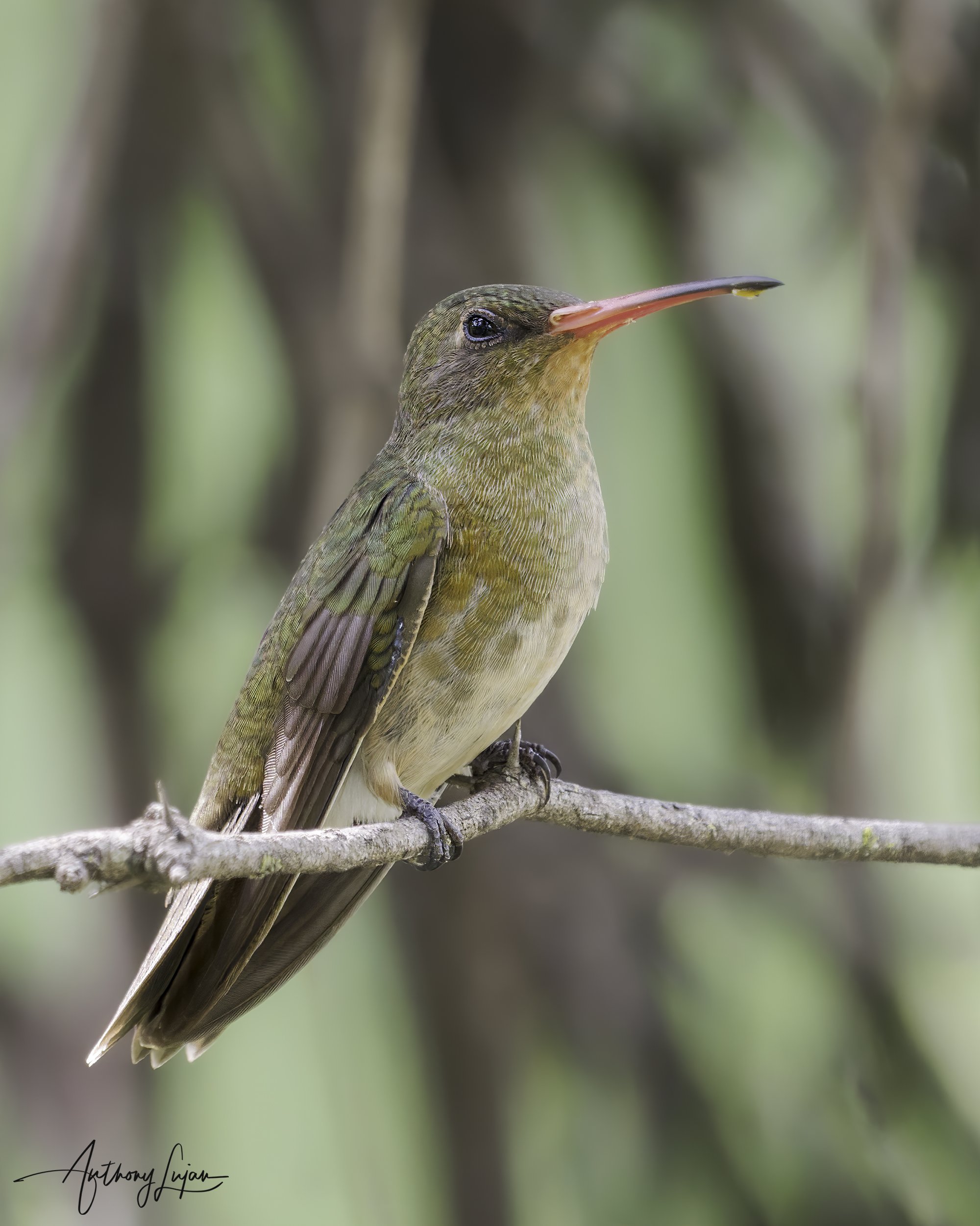 DSC05208 Gilded Hummingbird x1800.jpg