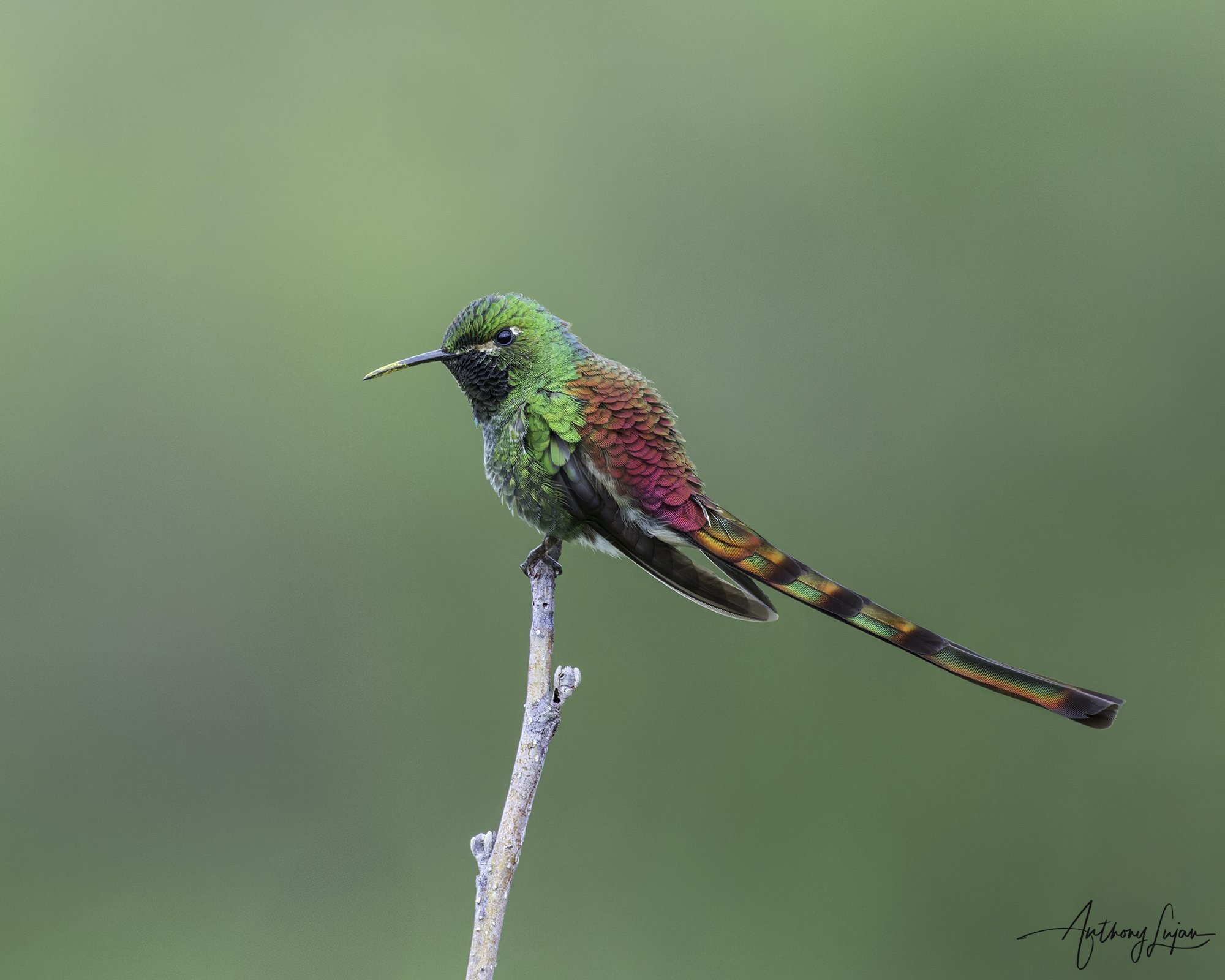DSC06037 Red-tailed Comet x1800.jpg