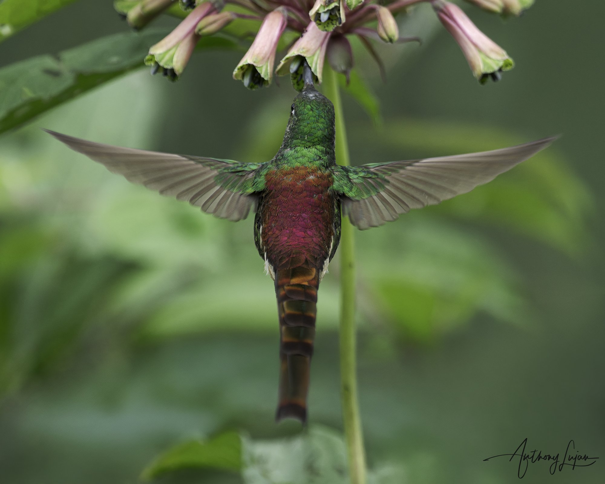 DSC06502 Red-tailed Comet x1800.jpg