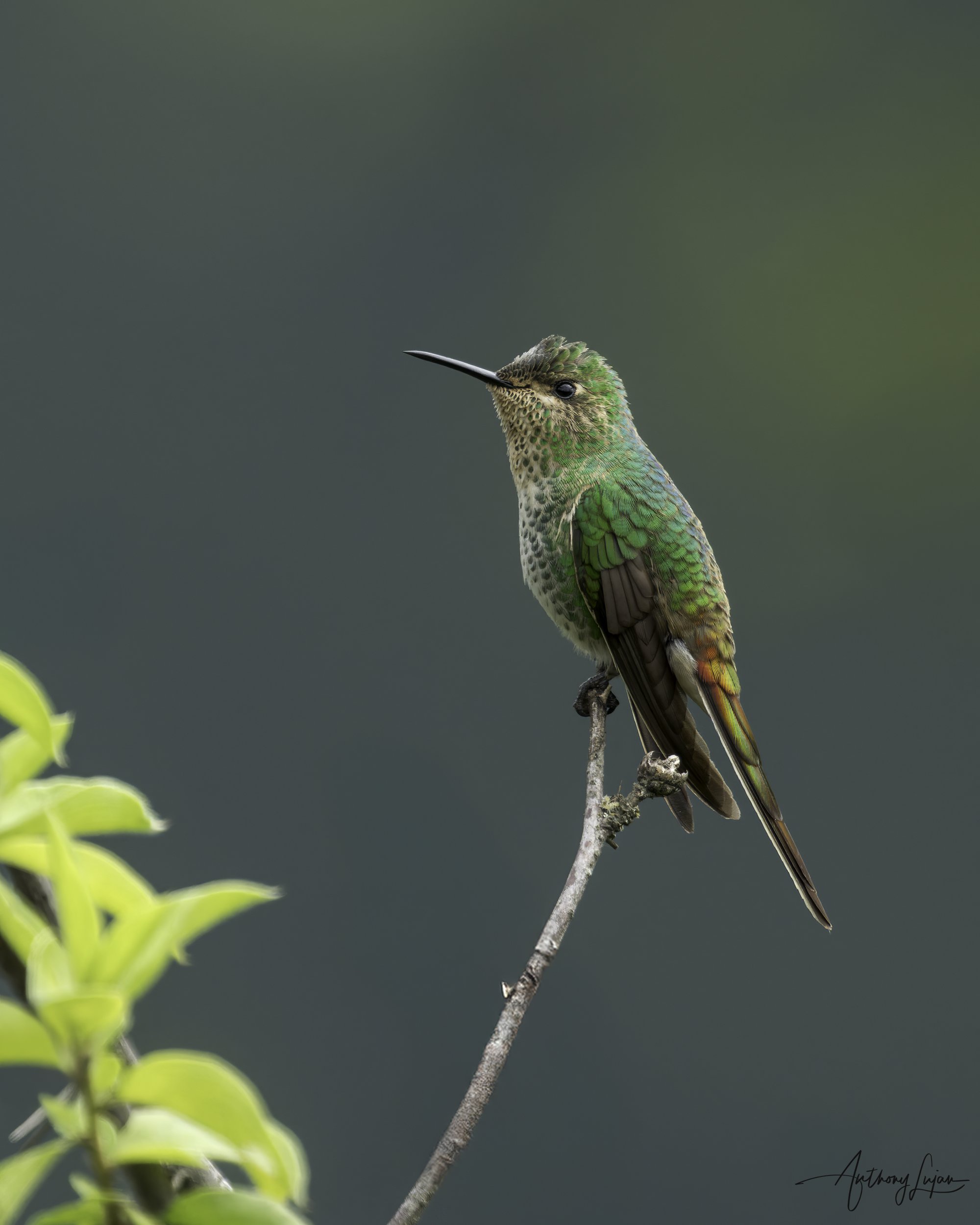 DSC06498 Red-tailed Comet female x1800.jpg