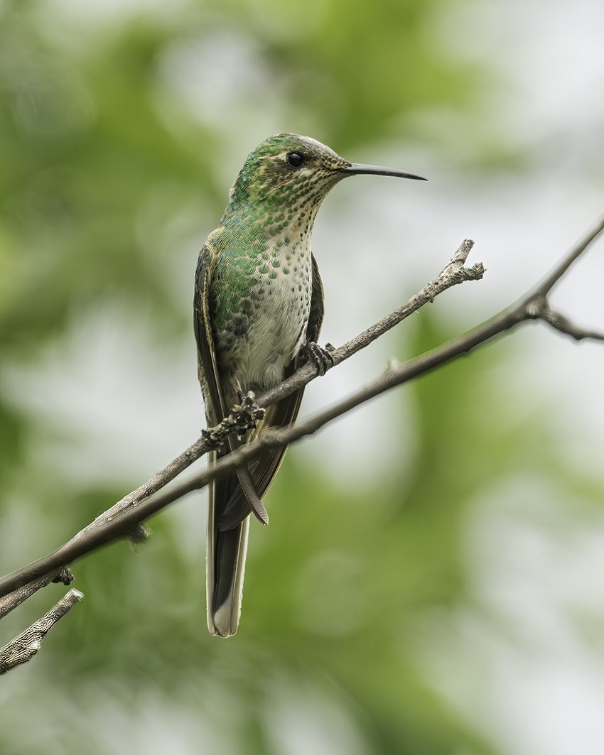 DSC06436 Red-tailed Comet female 850.jpg