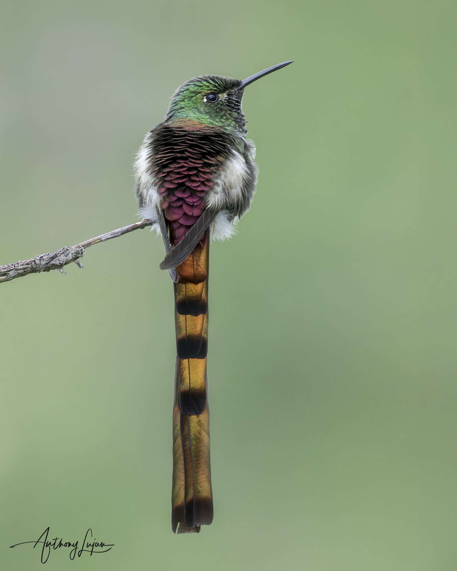 DSC06224 Red-tailed Comet x1800.jpg