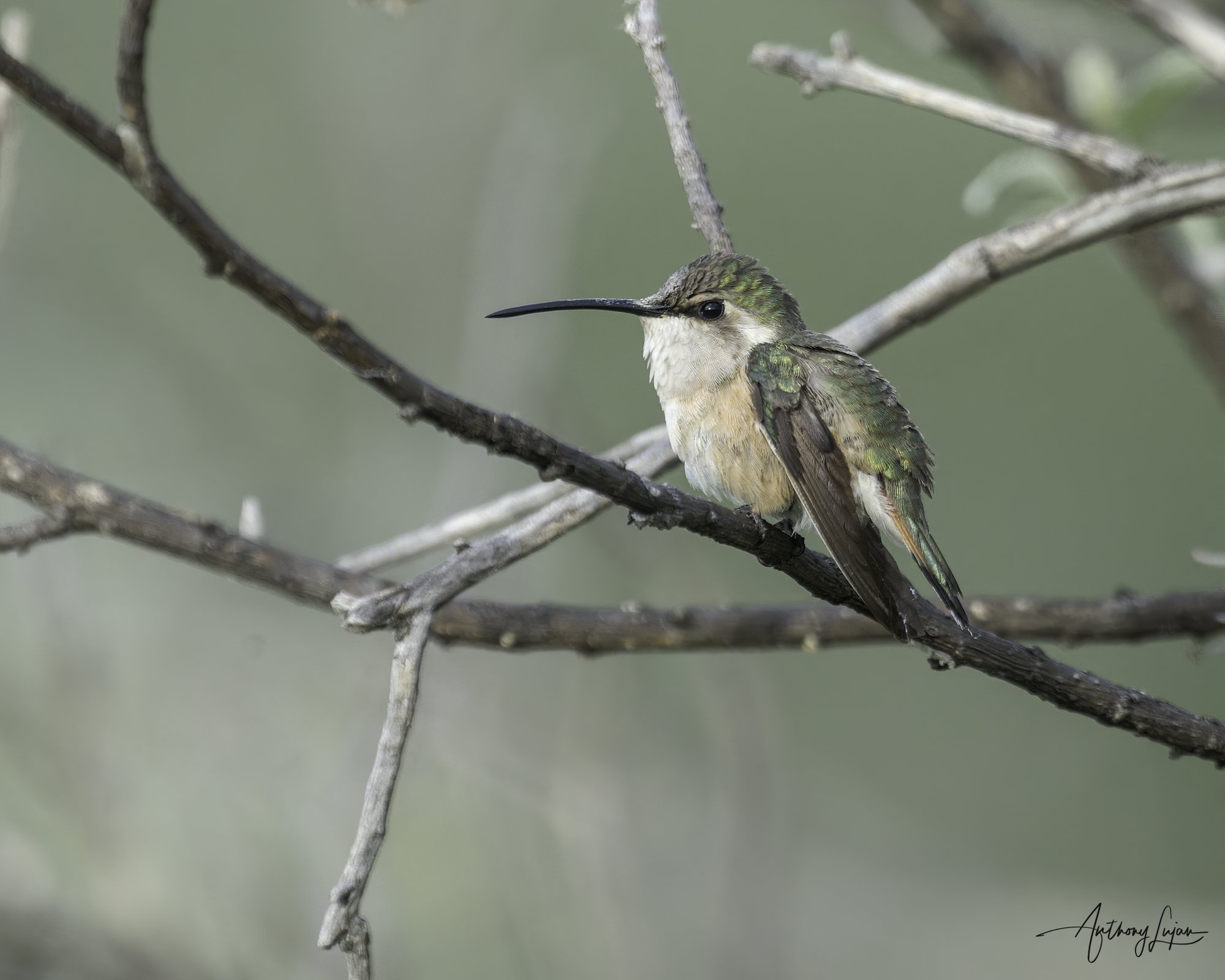 DSC03588 Beautiful Hummingbird female x1800.jpg