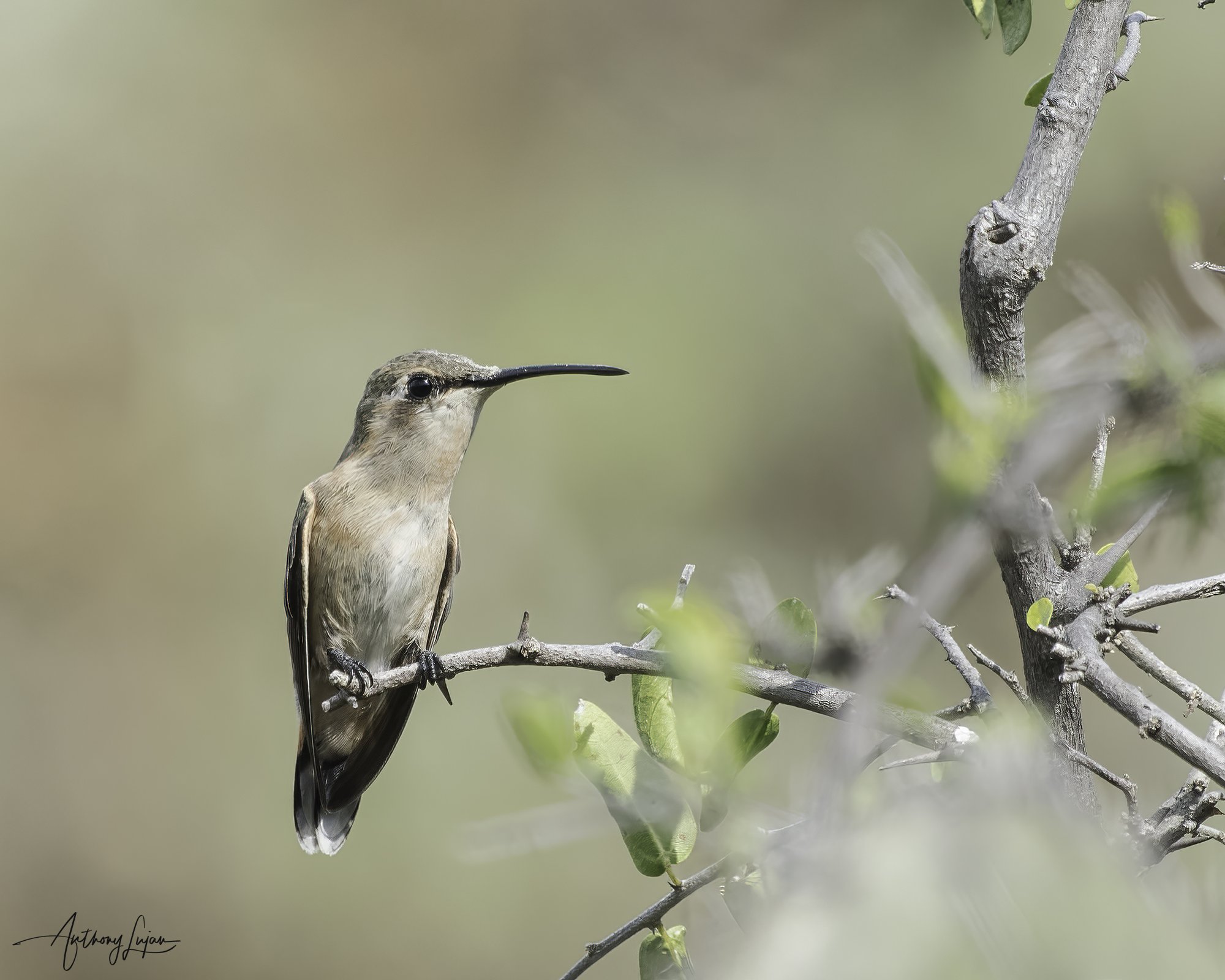 DSC03502 Beautiful Hummingbird female x1800.jpg