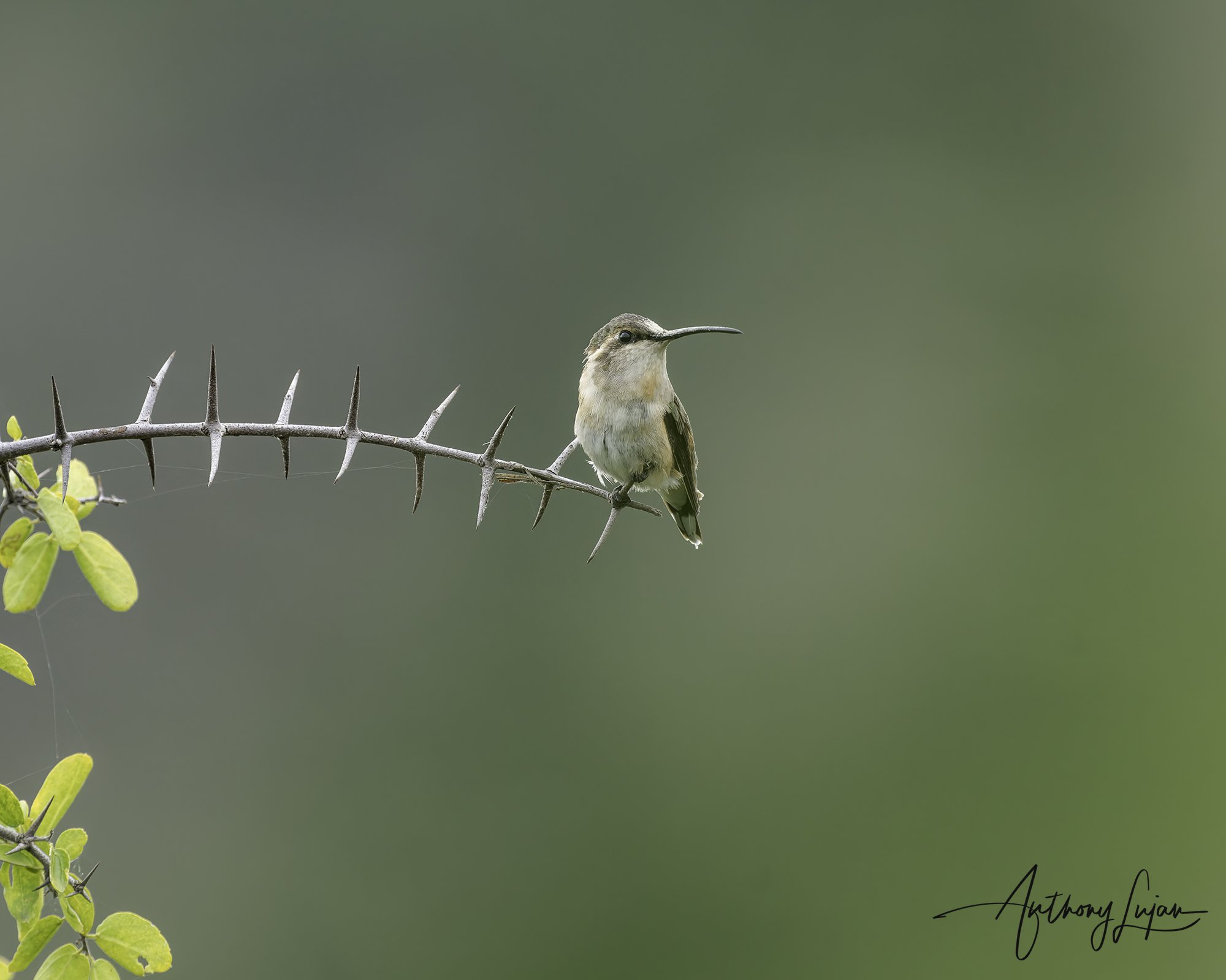 DSC03812 Beautiful Hummingbird female x1800.jpg