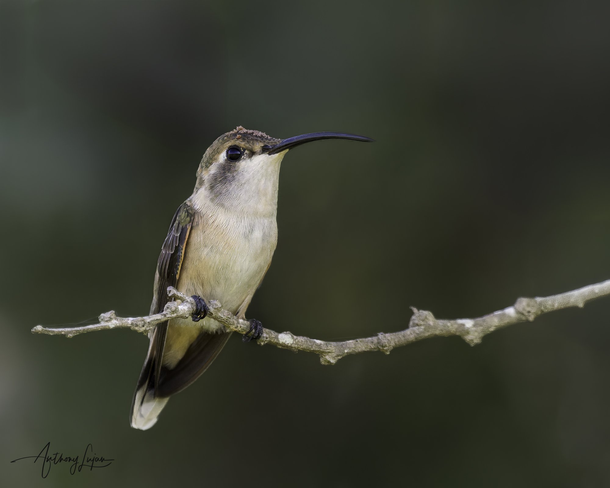 DSC07206 Mexican Sheartail female x1800.jpg