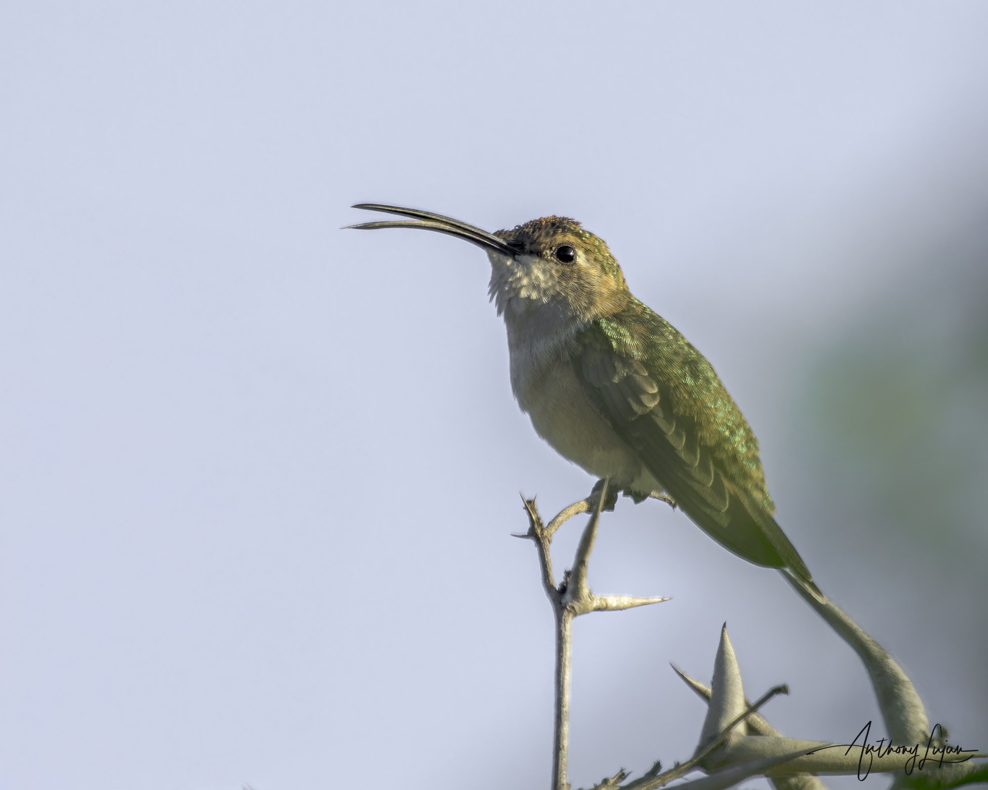 DSC06501 Mexican Sheartail female x1800.jpg