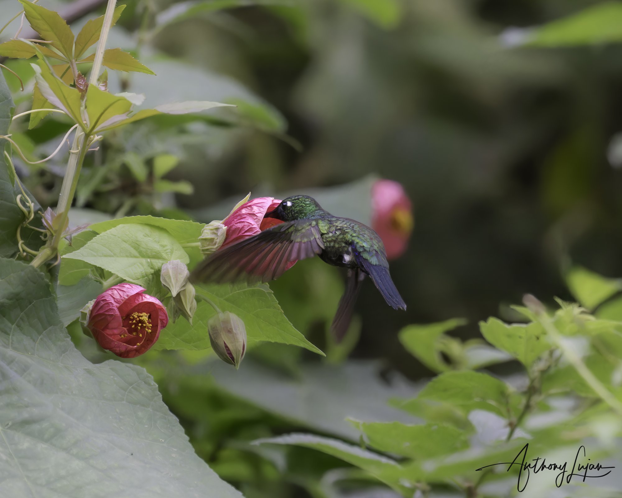 DSC05501-1 Blue-capped Puffleg x1800.jpg