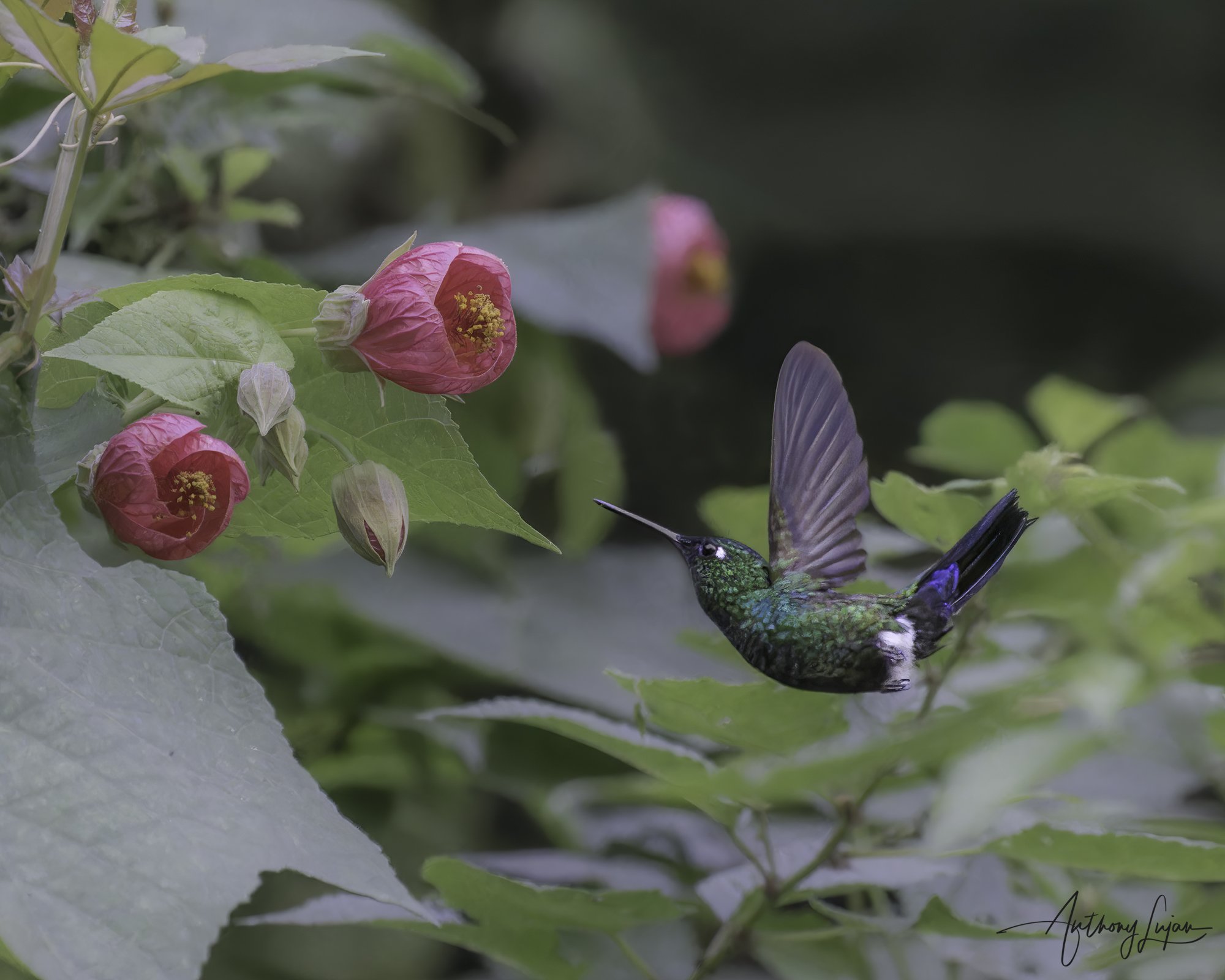 DSC05501 Blue-capped Puffleg x1800.jpg