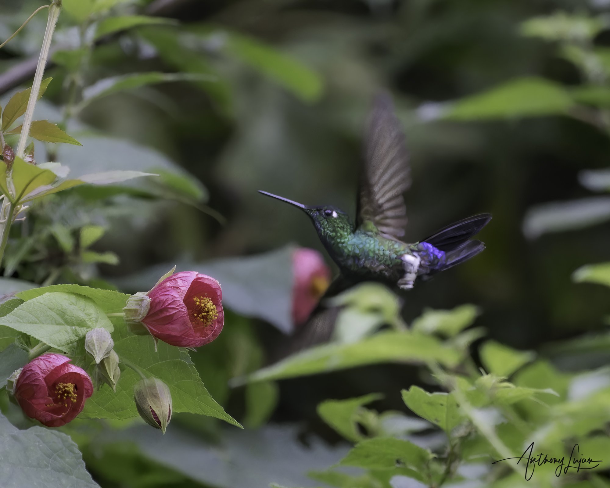 DSC05512 Blue-capped Puffleg x1800.jpg