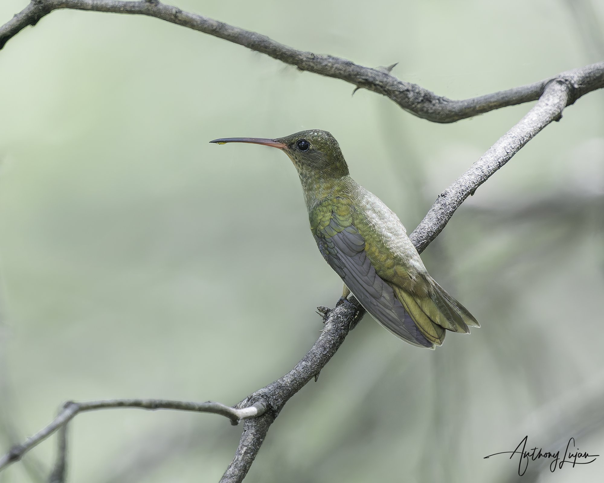 DSC05228- Gilded Hummingbird x1800.jpg