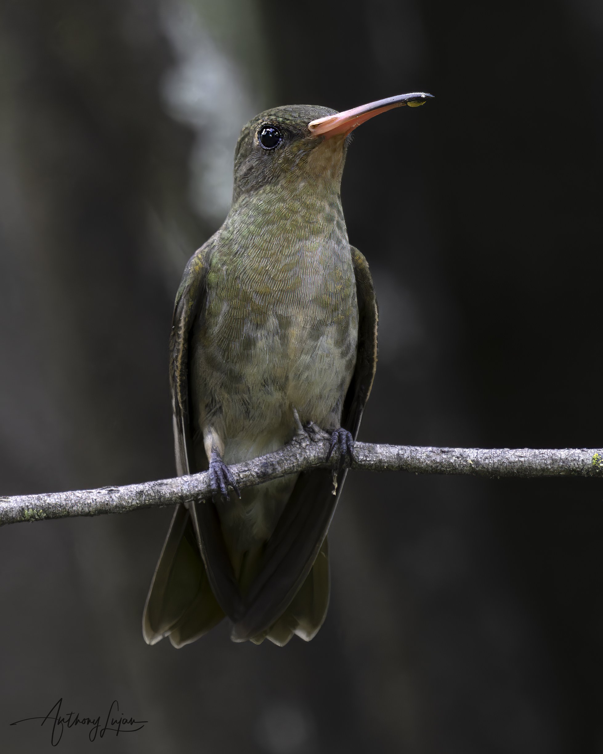 DSC05258 Gilded Hummingbird x1800.jpg