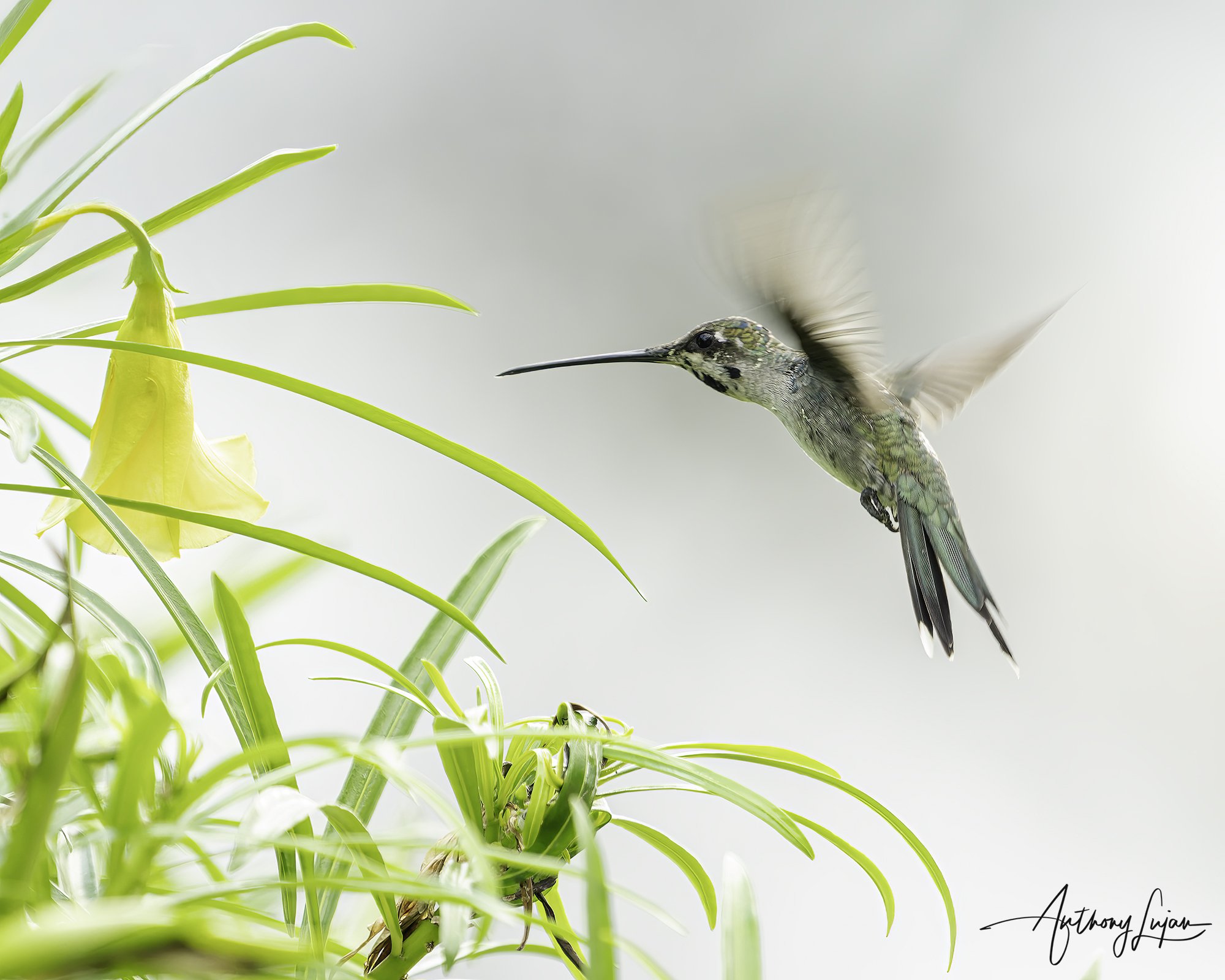 DSC05390 Blue-tufted Starthroat x1800.jpg