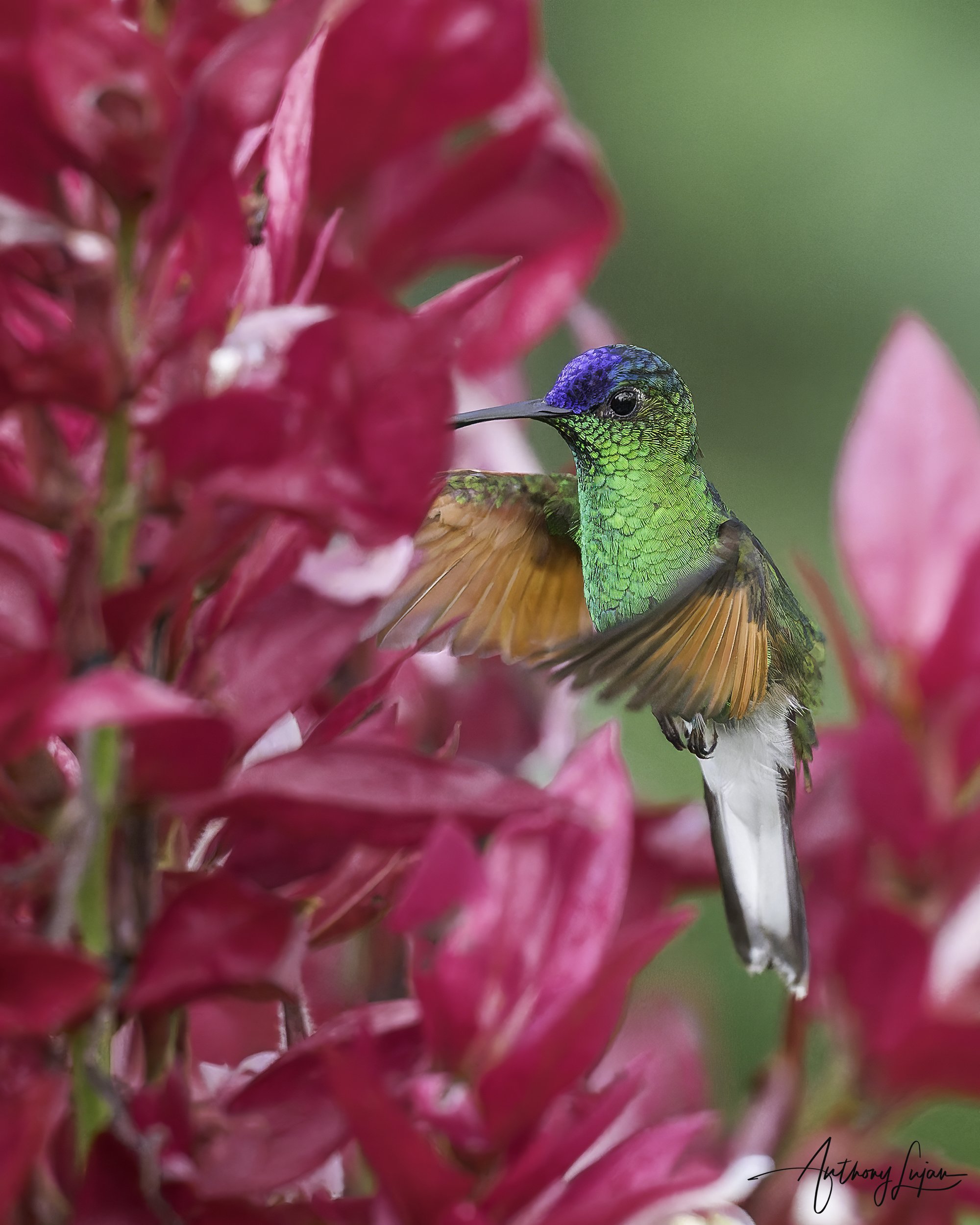DSC07831 Blue-capped Hummingbird x1800.jpg